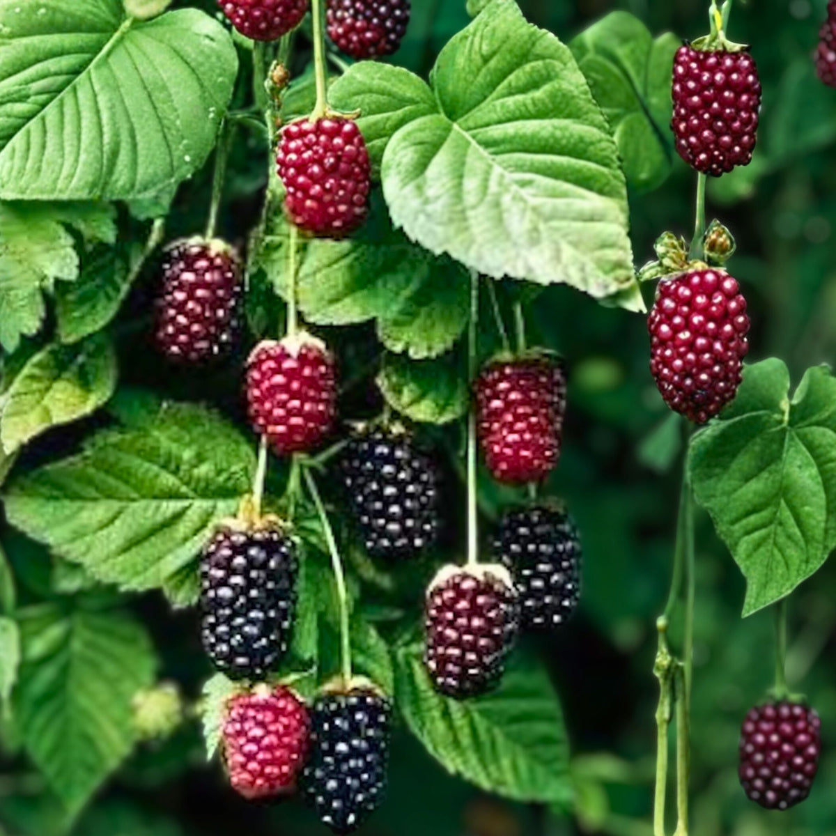Thornless Boysenberry Plant Starter - 3 Bare Root Fruit Plants (Rubus ursinus × Rubus idaeus) - Sweet Tart Hybrid Berries