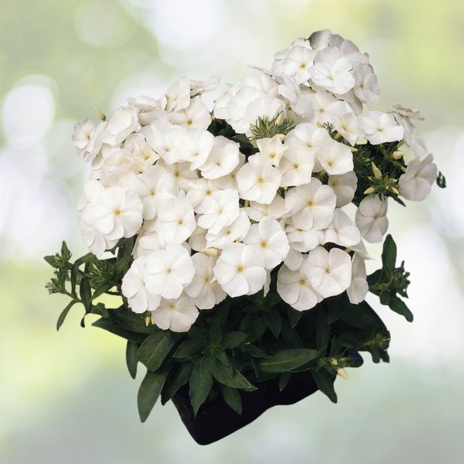 White Phlox Flower Seeds - 50 Pack | Phlox Drummondii - Garden Annuals for Vibrant Blooms