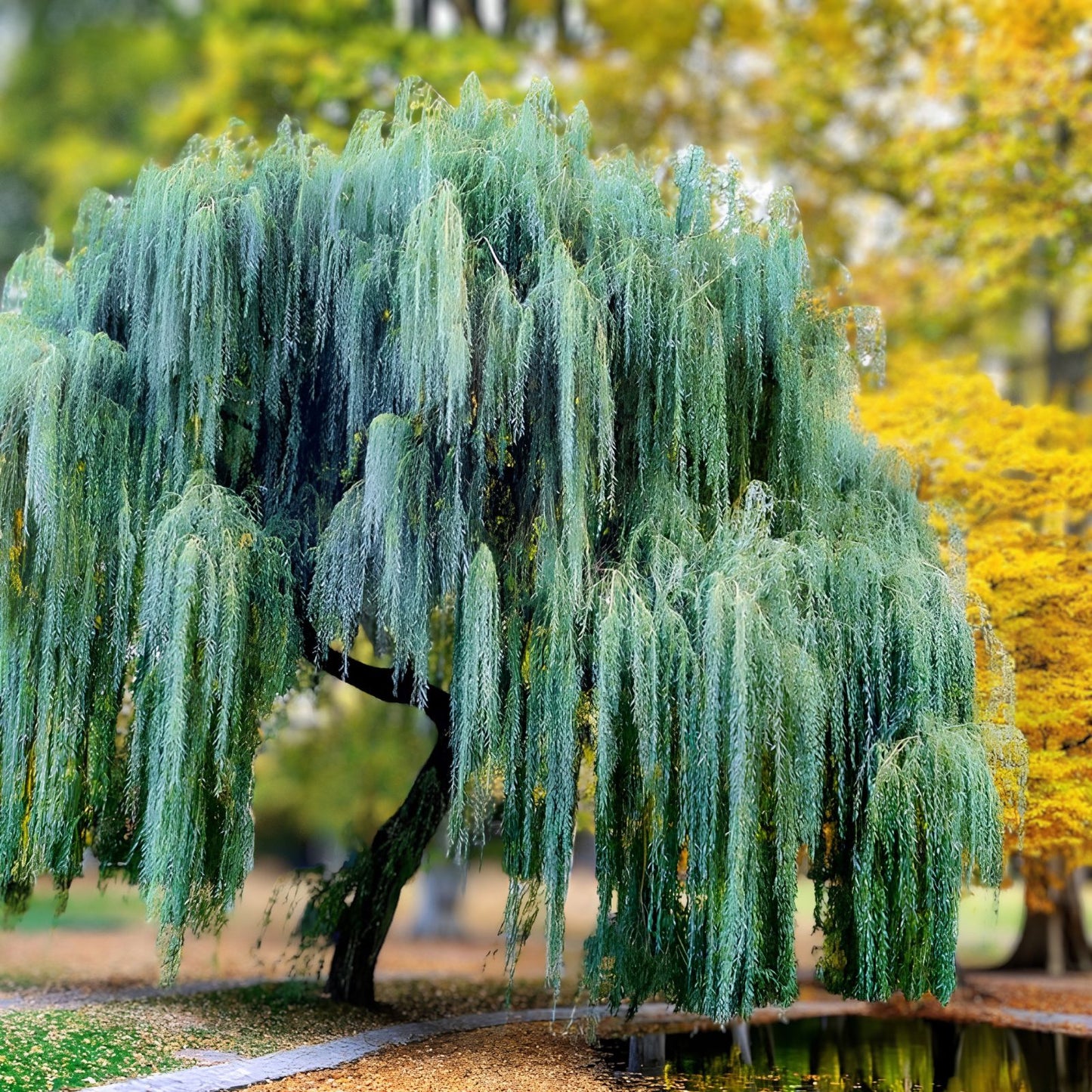 Gold Weeping Willow Tree Cuttings - 5 Pieces for Bonsai or Garden - Salix babylonica - Live Plant Clippings