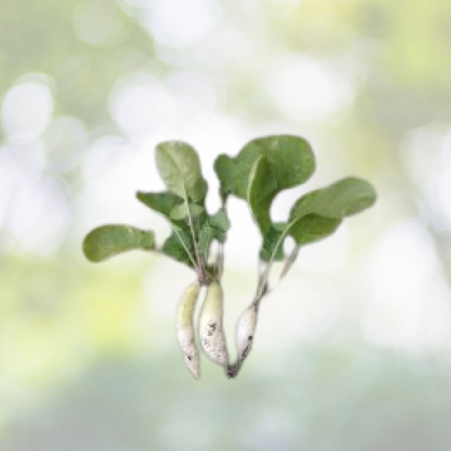 200+ White Icicle Radish Seeds - Non-GMO Garden Vegetable Seeds - Raphanus sativus - USA