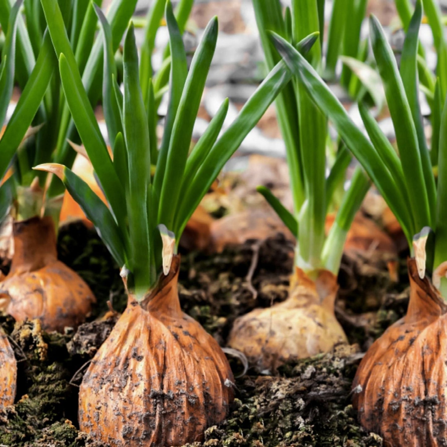 Spanish Globe Onion Sets for Planting - Bulb Variety - Allium cepa - Vegetable Garden Starter Kits