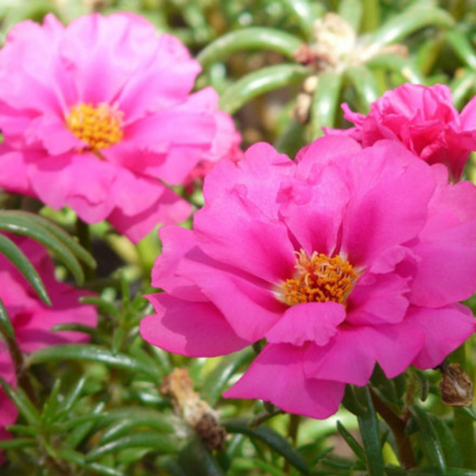Moss Rose Seeds 1000 Count - Colorful Annuals Portulaca grandiflora Garden Seeds for Bright Flowering Displays