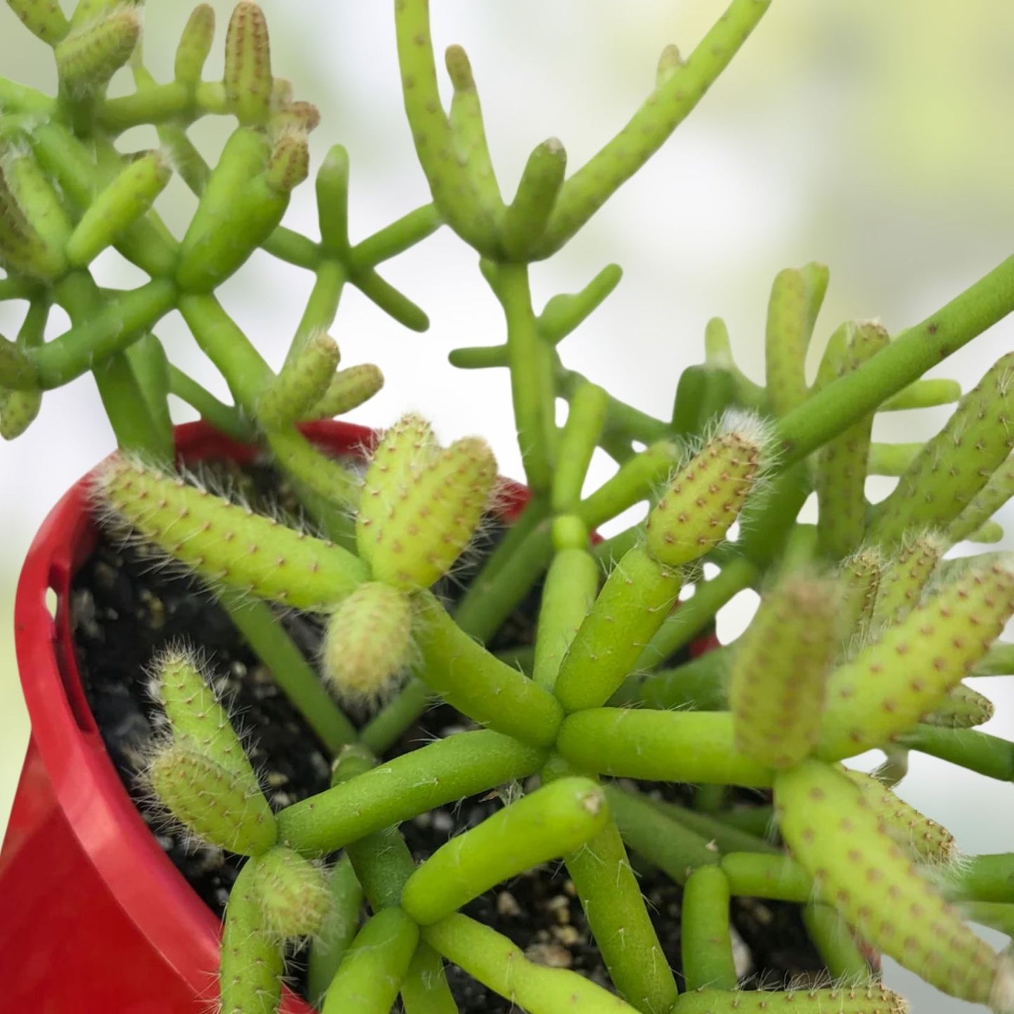Fresh Cuttings 9 Pack Rhipsalis grandiflora Rare Succulent Plant - Unique Green Hanging Houseplant