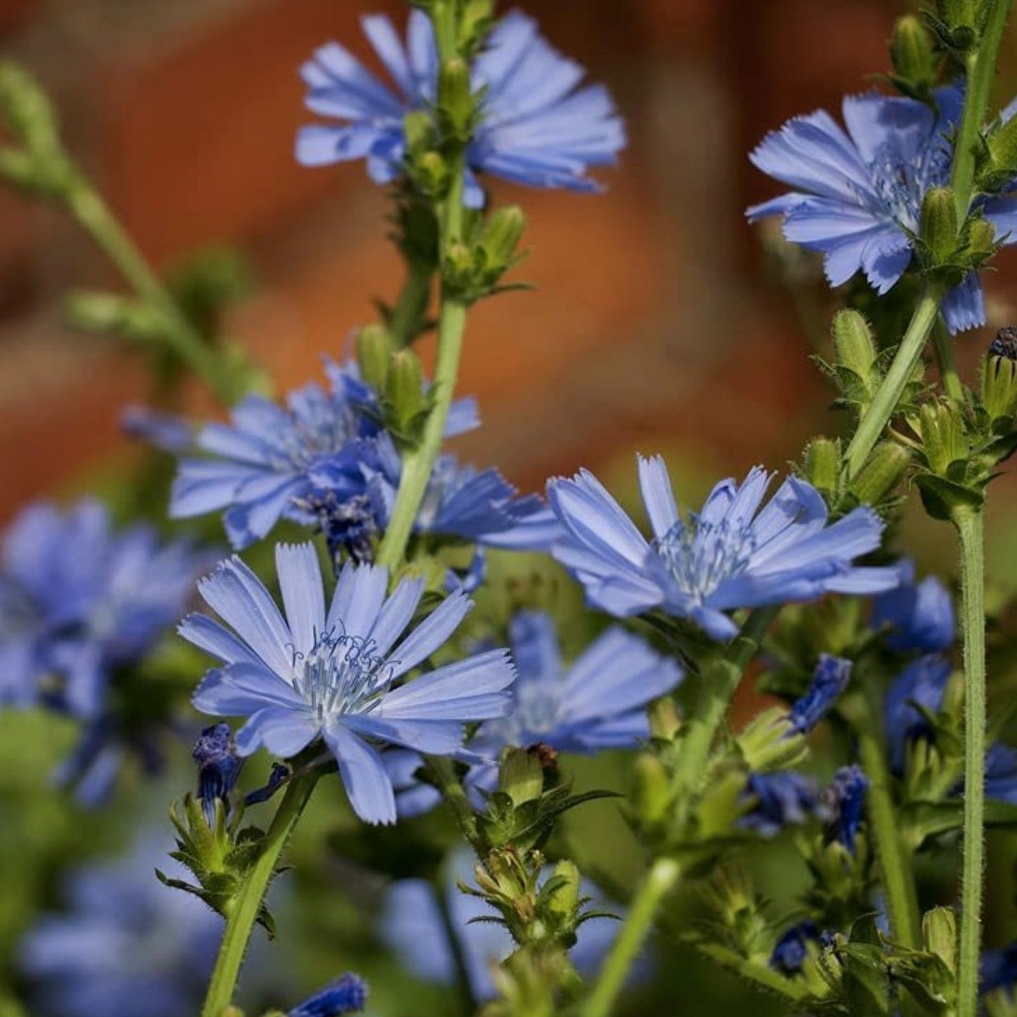 Wildflower Seeds for Planting - 1,000 Seeds - Chickroy Variety - Wildlife Food & Pollinator Friendly