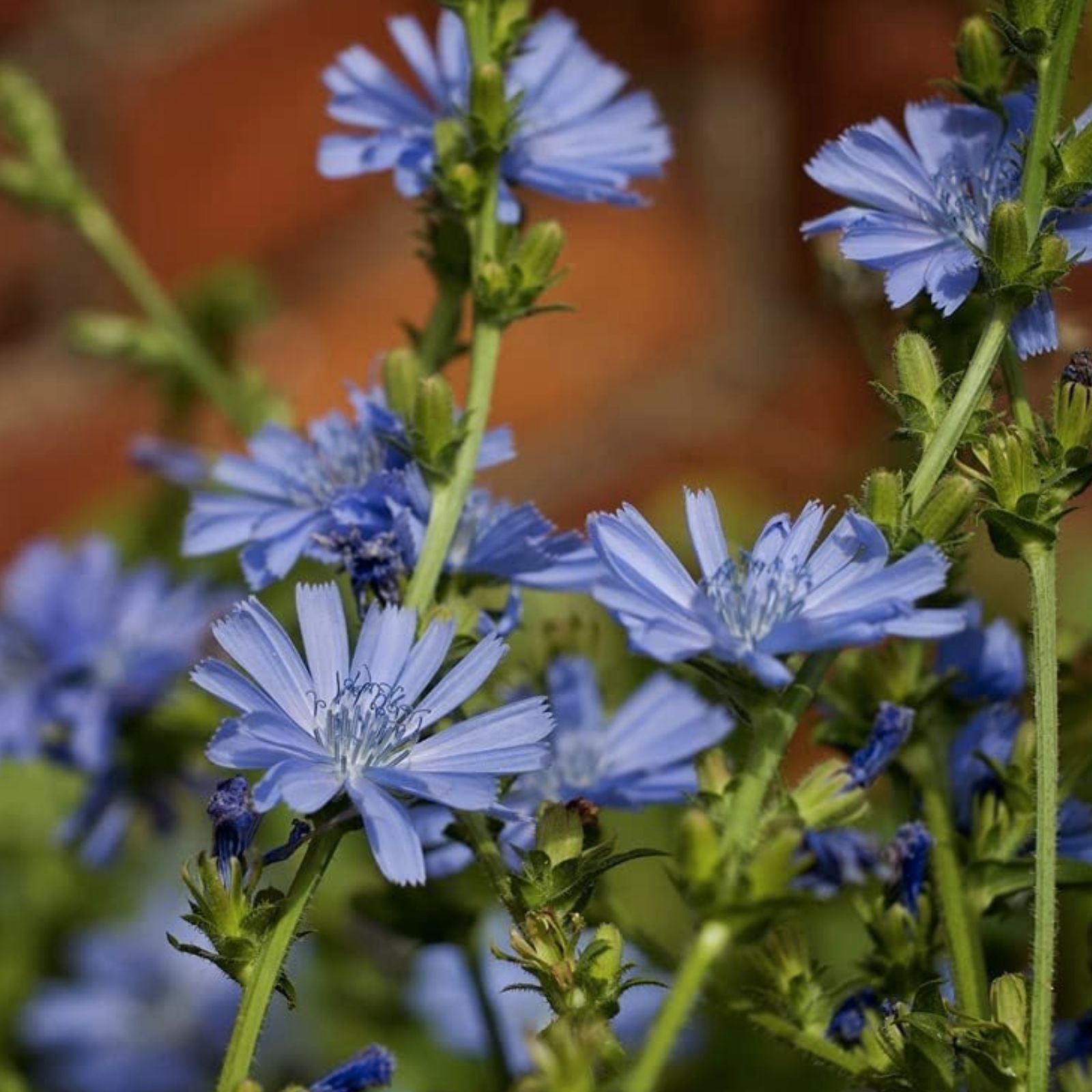 Wildflower Seeds for Planting - 1,000 Seeds - Chickroy Variety - Wildlife Food & Pollinator Friendly