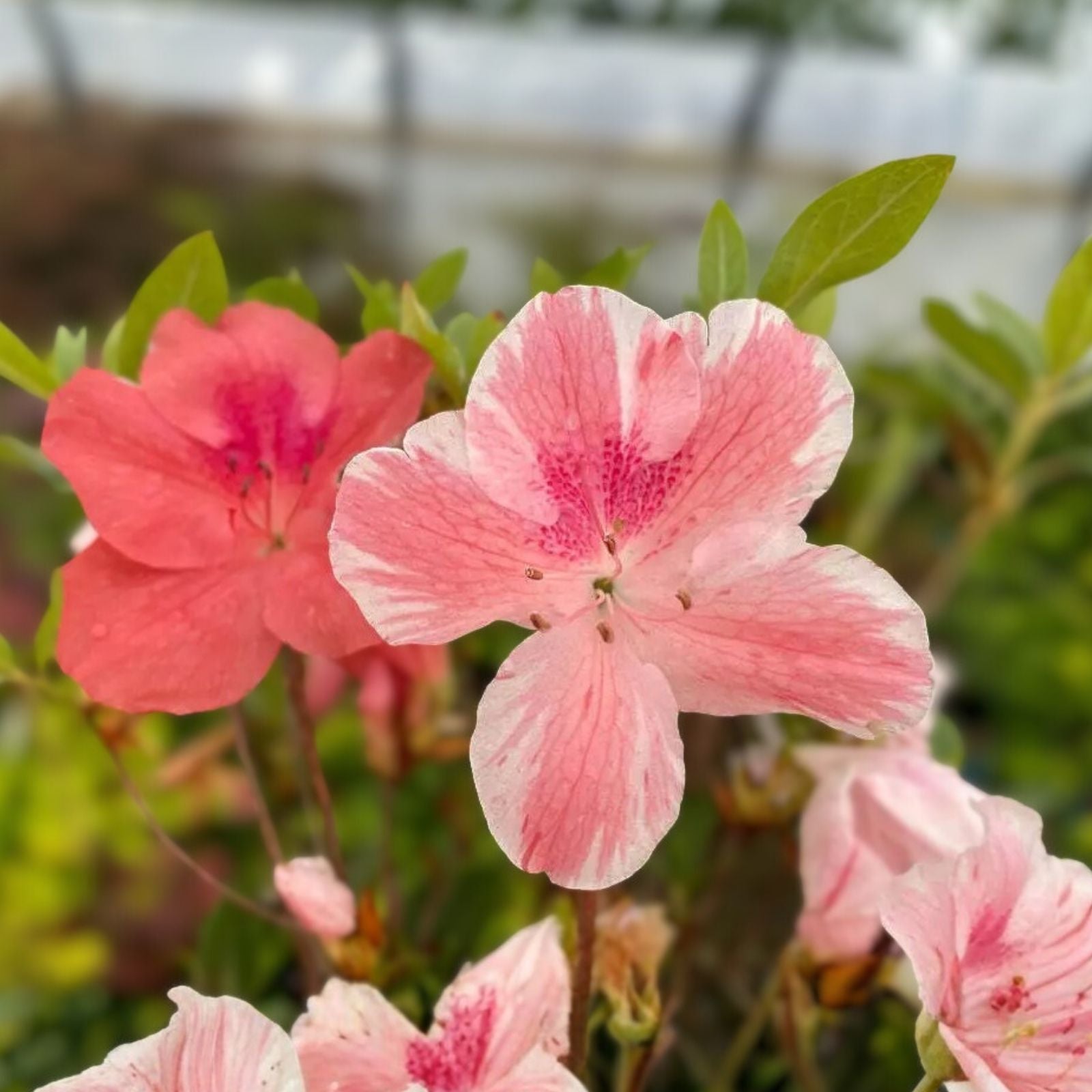Azalea Starter Plant - Multi-Color Peachy Pink Blooms - Rhododendron spp, - Garden Flowering Shrub