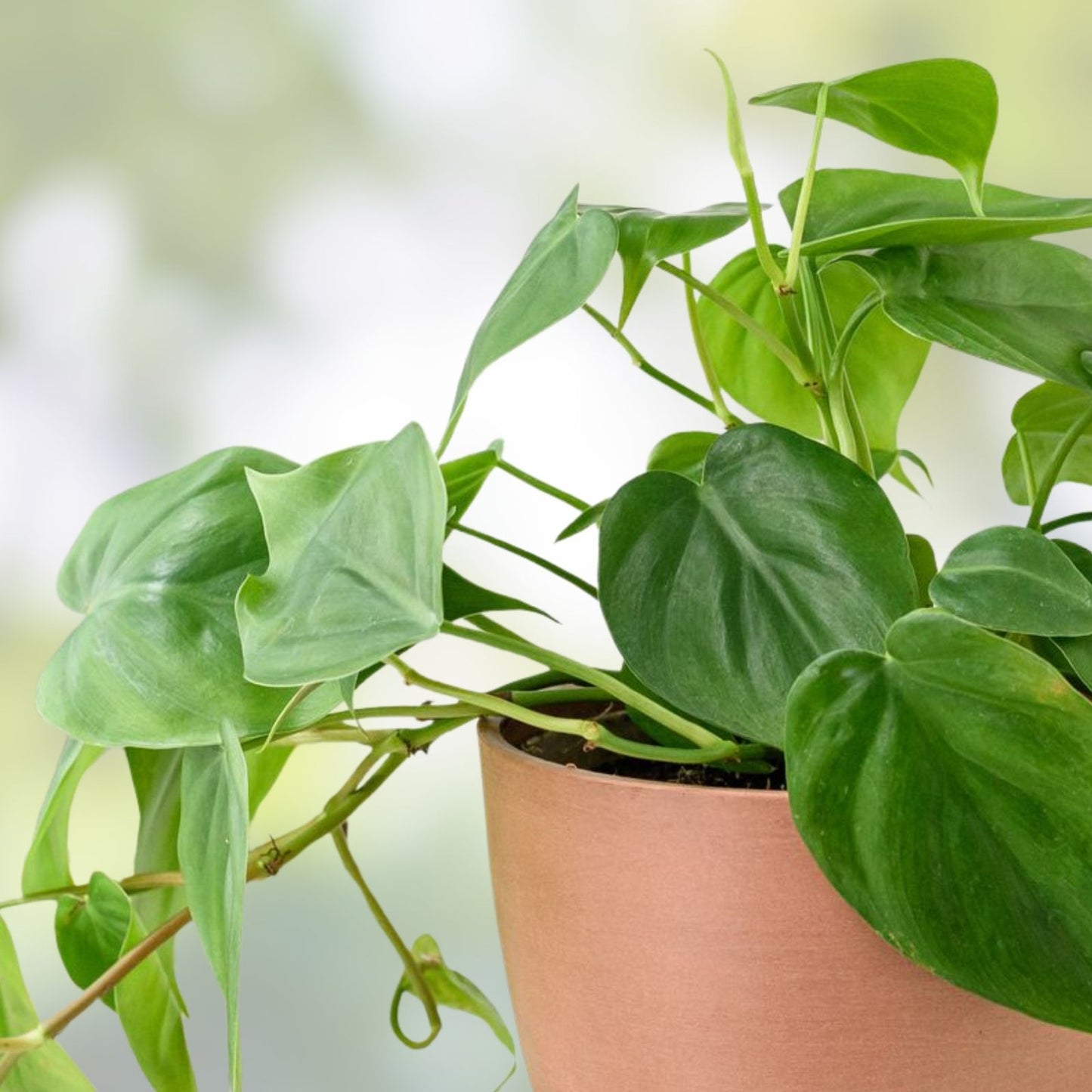 Philodendron Rogus Top Cutting - Rooted Pig Skin Variety - Indoor Tropical Foliage Plant - Houseplant, Easy Care, Green Leaves