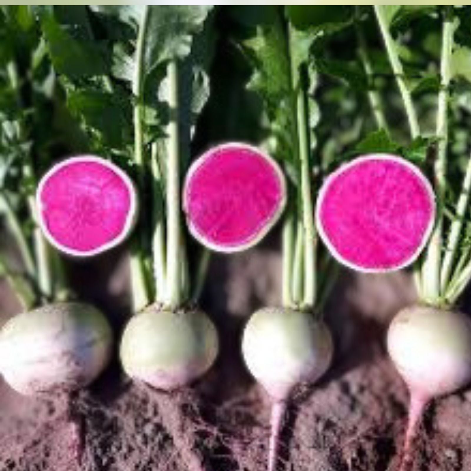 Korean Radish Seeds 100+ | Rare Garden Vegetable Raphanus sativus var. longipinnatus | Edible Root Plant