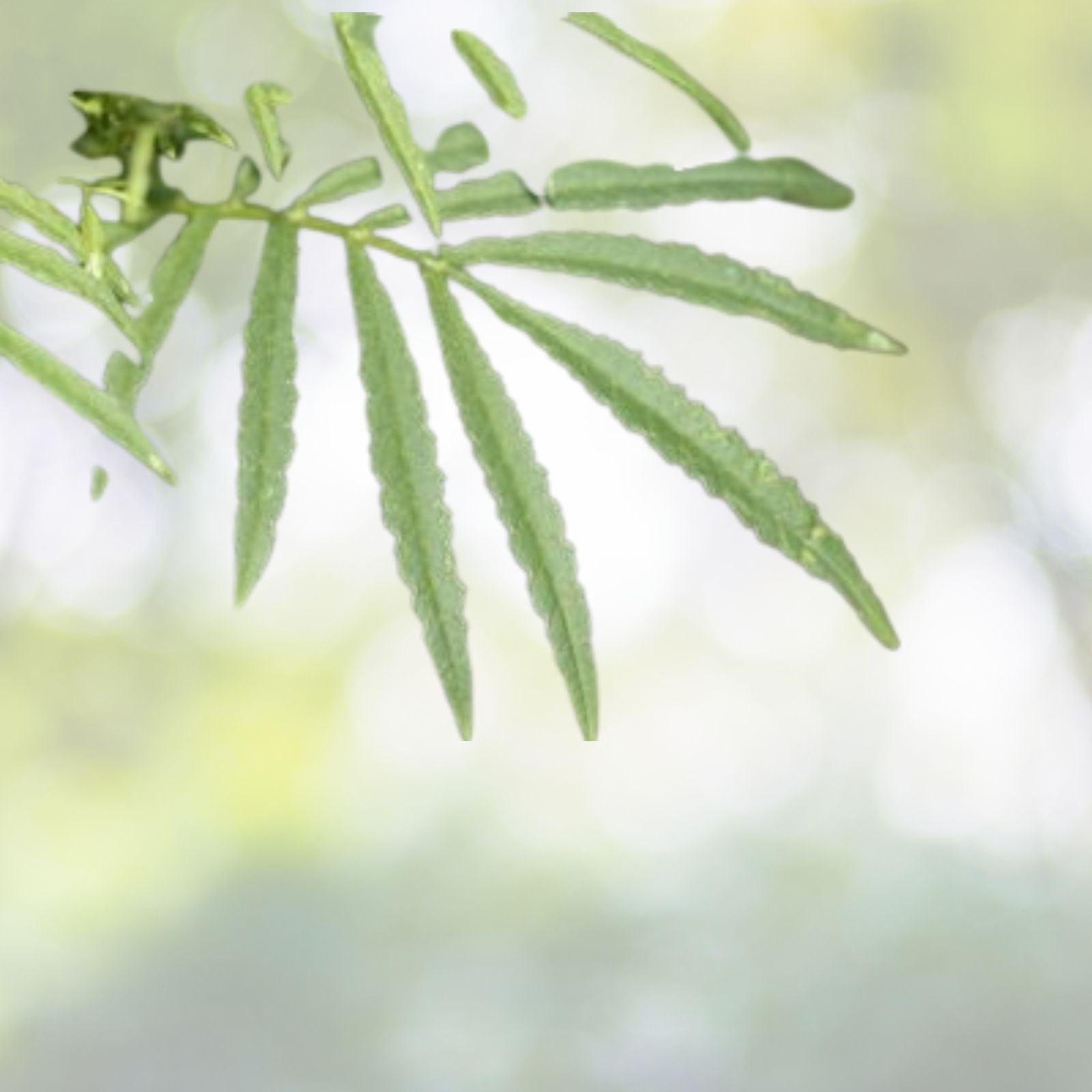 Huacatay Seeds - 100 Pack - Black Mint Peruvian Medicinal & Culinary Herb - Tagetes minuta