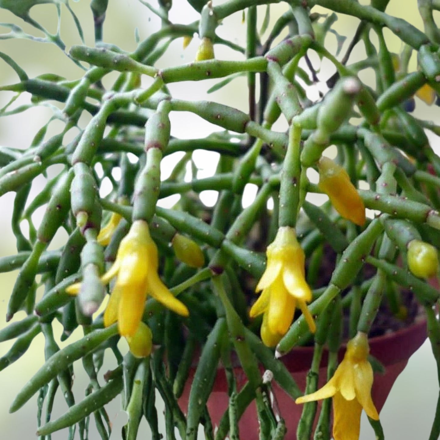 Rhipsalis Cuttings 4 Inches - Yellow/White Flowers - Branching Rhipsalis sulcata Succulent Plant for Indoor Garden