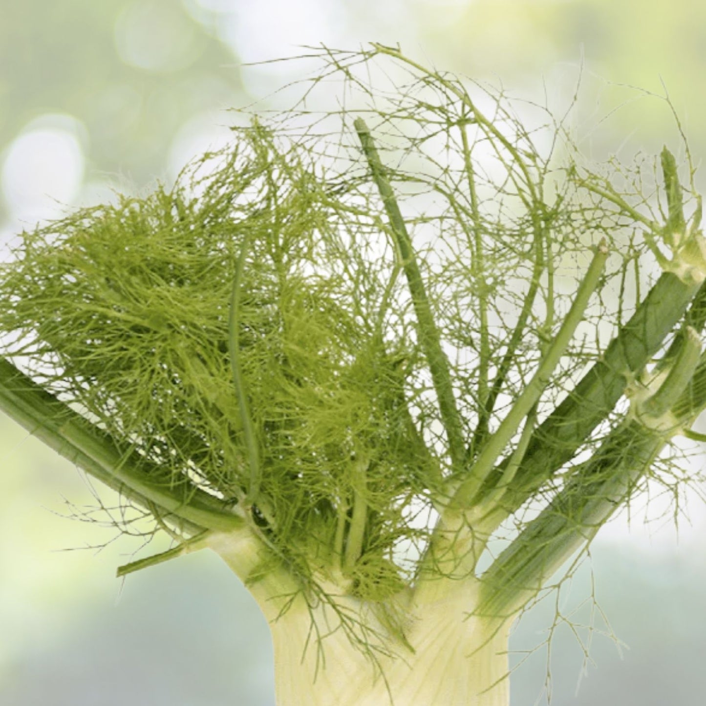 Florence Fennel Seeds for Microgreens - 100+ Seeds - Fresh Microherb Garden - Foeniculum vulgare var. dulce