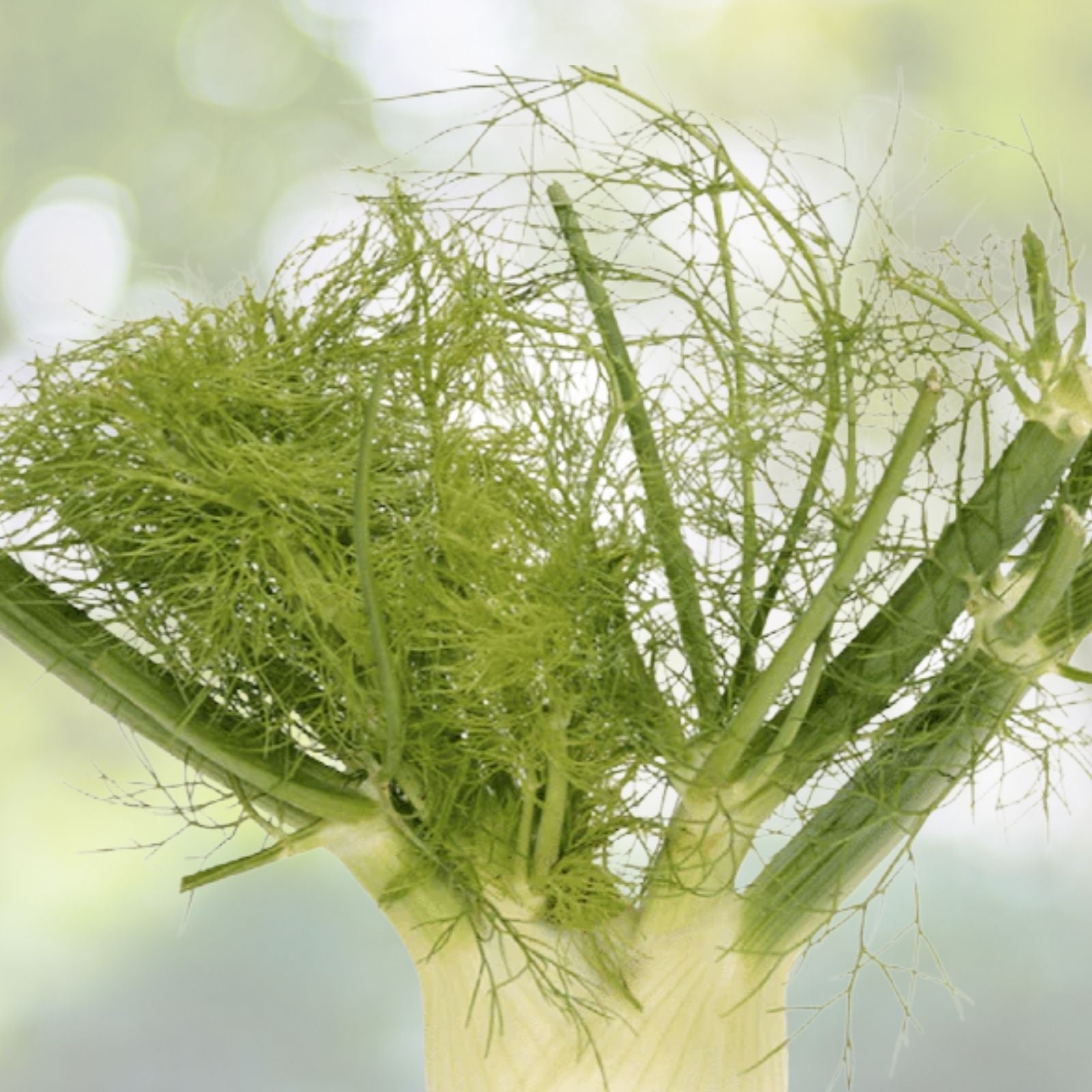 Florence Fennel Seeds for Microgreens - 100+ Seeds - Fresh Microherb Garden - Foeniculum vulgare var. dulce