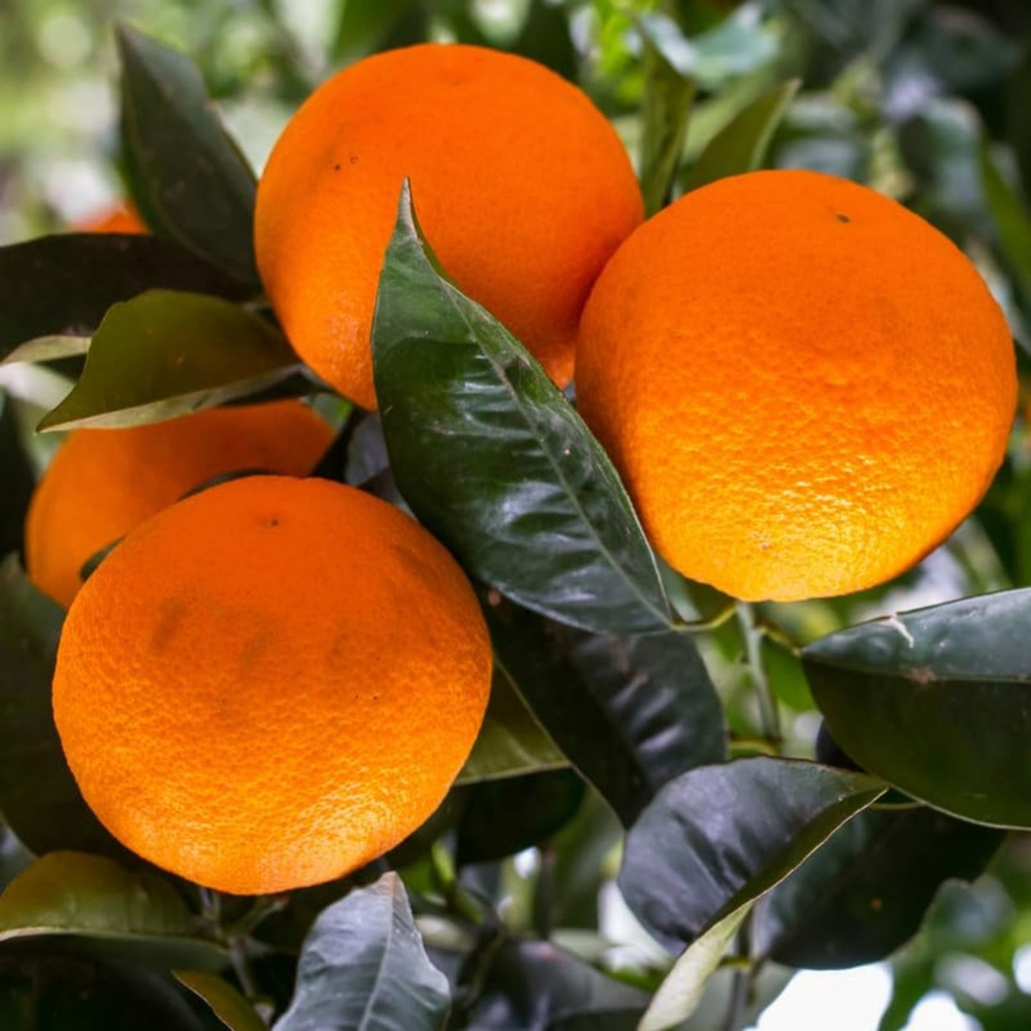 California Navel Orange Scions Cuttings 6-8 Inches for Grafting Rooting, Citrus sinensis, 3 Pack