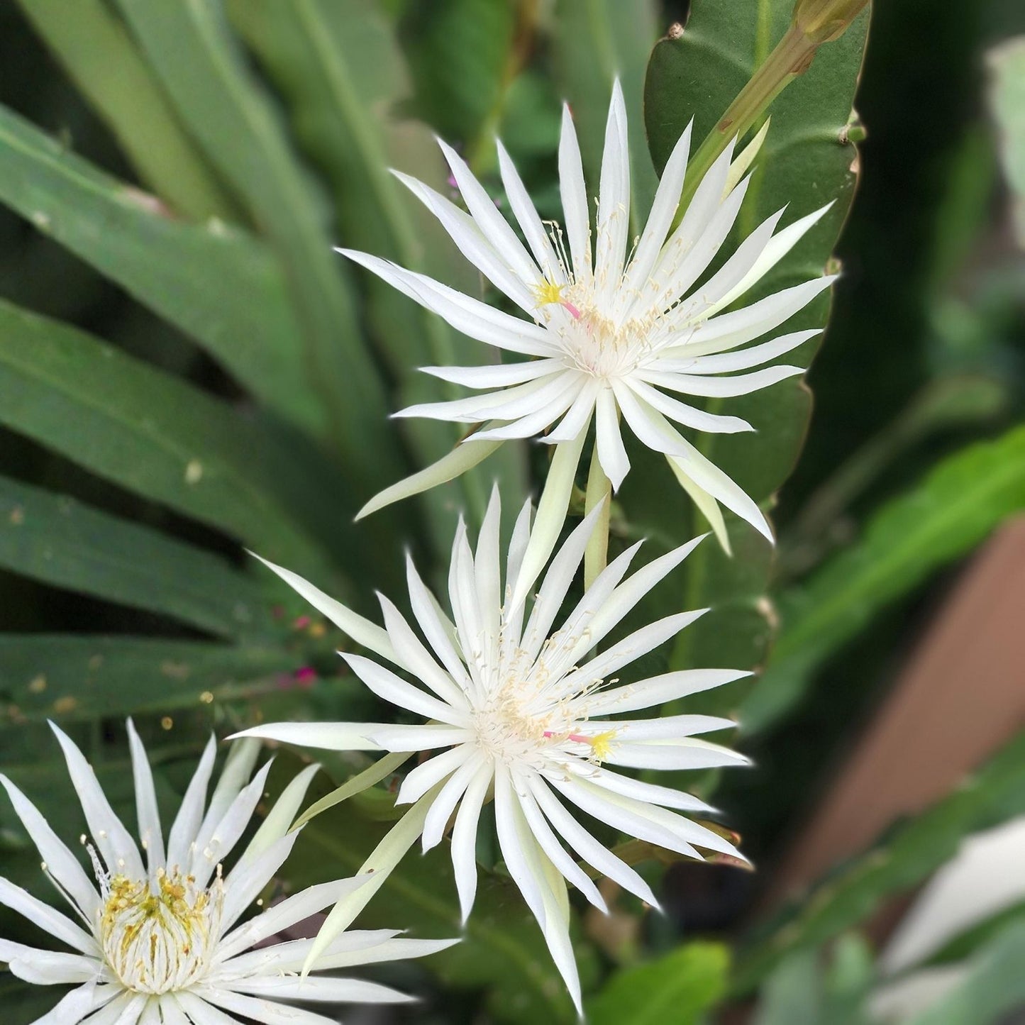 Epiphyllum Orchid Cactus Cuttings - Night Blooming Cereus Hookeri Strictum - 3 Pieces - Succulent Plant, Easy Care, Unique Night Flowers
