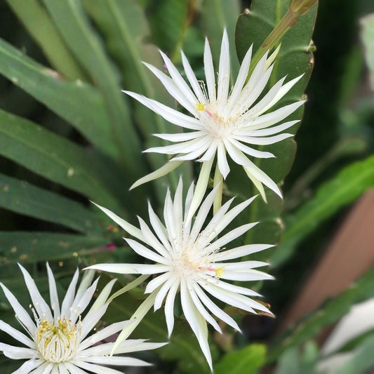 Epiphyllum Orchid Cactus Cuttings - Night Blooming Cereus Hookeri Strictum - 3 Pieces - Succulent Plant, Easy Care, Unique Night Flowers