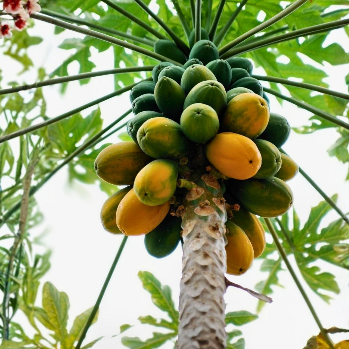 Papaya Seeds - 15 Count - Puerto Rico Variety - Sweet & Juicy - Fresh Harvested - Chemical-Free - Tropical Tree Seeds