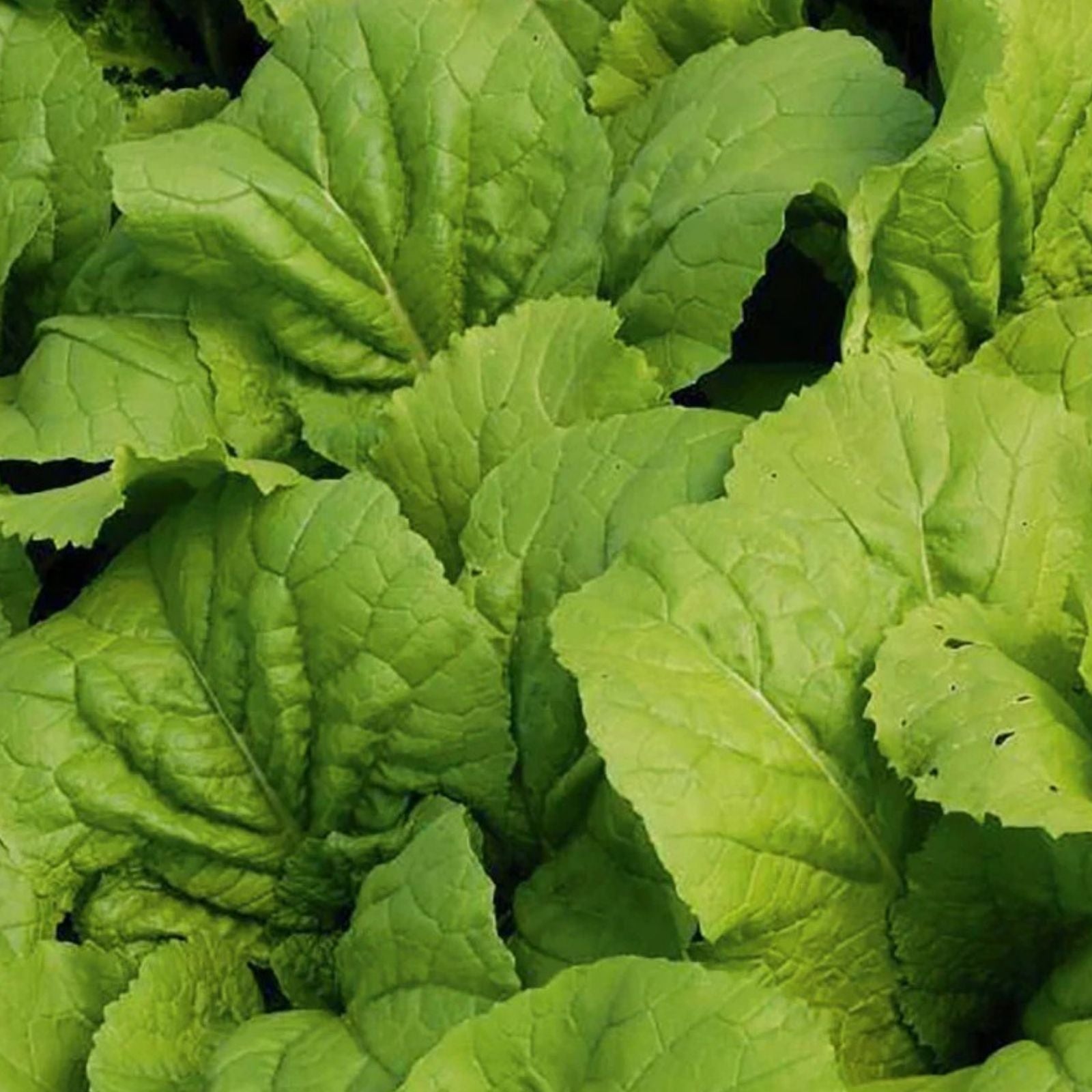 Mustard Greens Seeds Heirloom Non-GMO 100 Seeds Brassica juncea Vegetable Seeds for Gardening