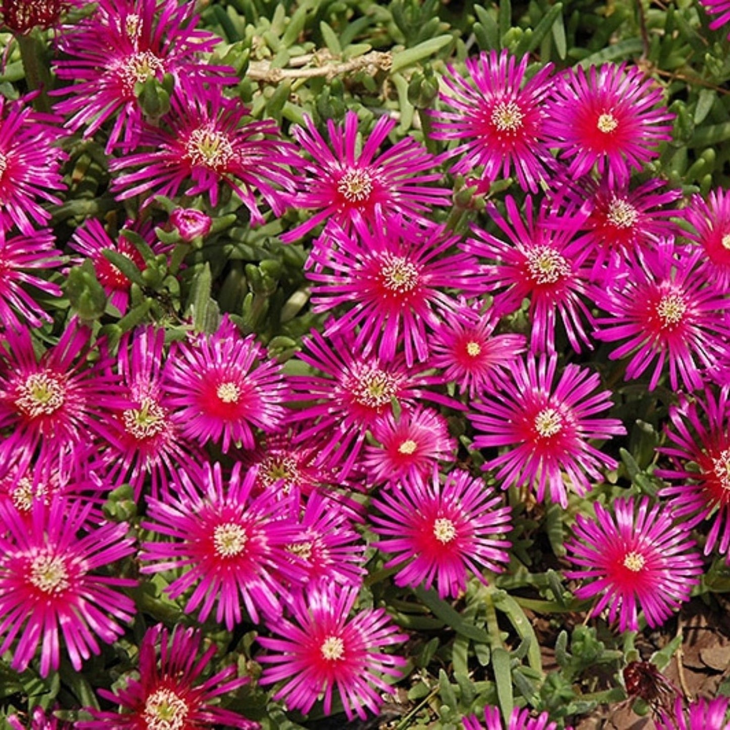 Fresh Cuttings Ice Plant Succulents, Purple Pink Ground Cover, Delosperma spp,, 4-7 inches