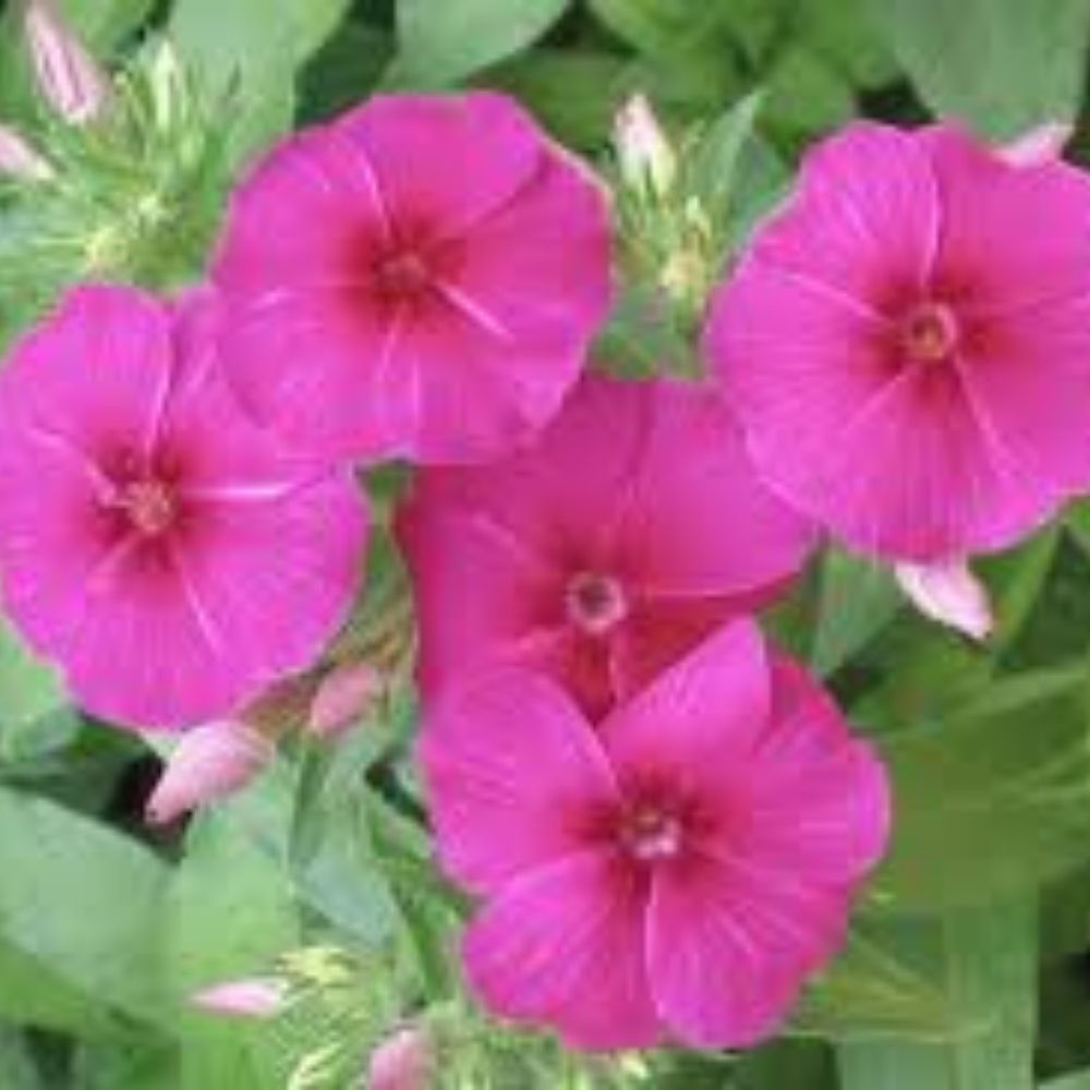 Phlox Drummondii Seeds 100 Pack Organic Flower Mix USA Grown Annual Garden Plant