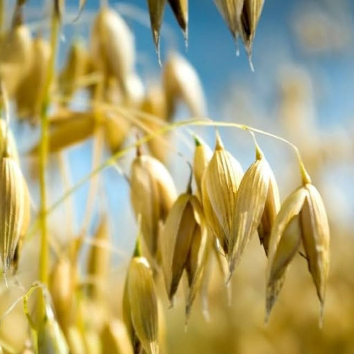 Oats Seeds for Planting, Non-GMO Organic Avena sativa, Grain Crop, Garden Seed, Eco-Friendly, Heirloom, Organic Farming