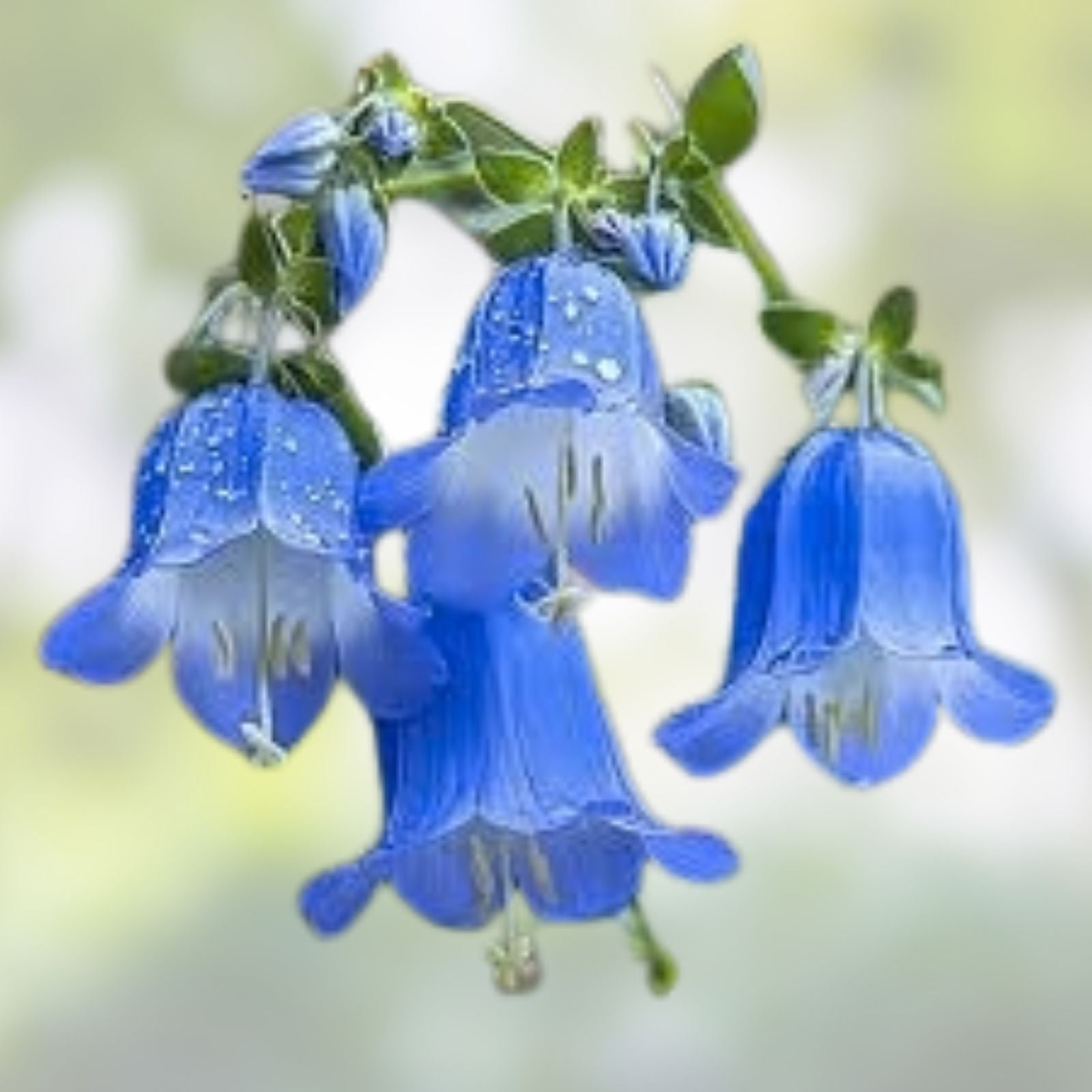 Campanula Bellflower Perennial Plant – Vibrant Blue Flowers for Garden & Cut Arrangements (Campanula spp.)