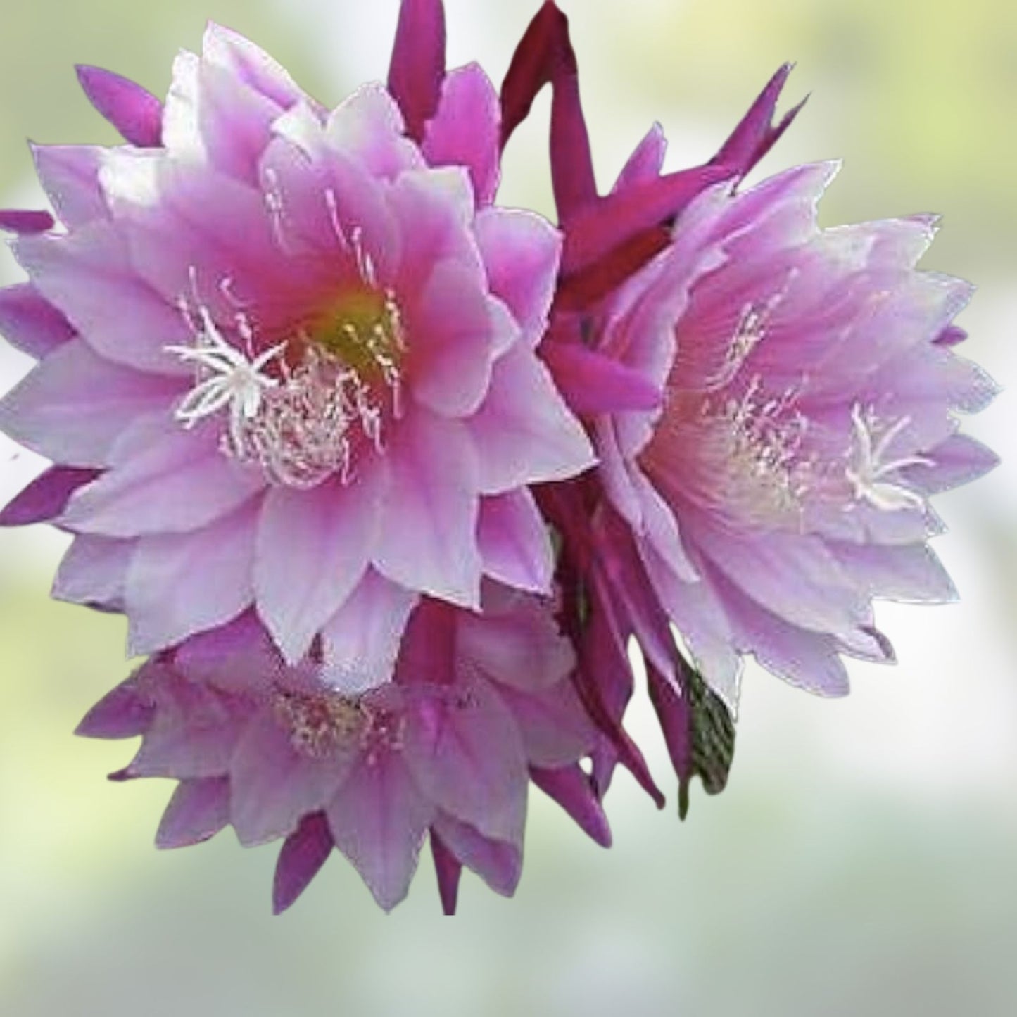 Epiphyllum Orchid Cactus Cutting - DANTE Variety, Tropical Epiphyllum for Exotic Gardens, Don's Cuttings SEPT/1
