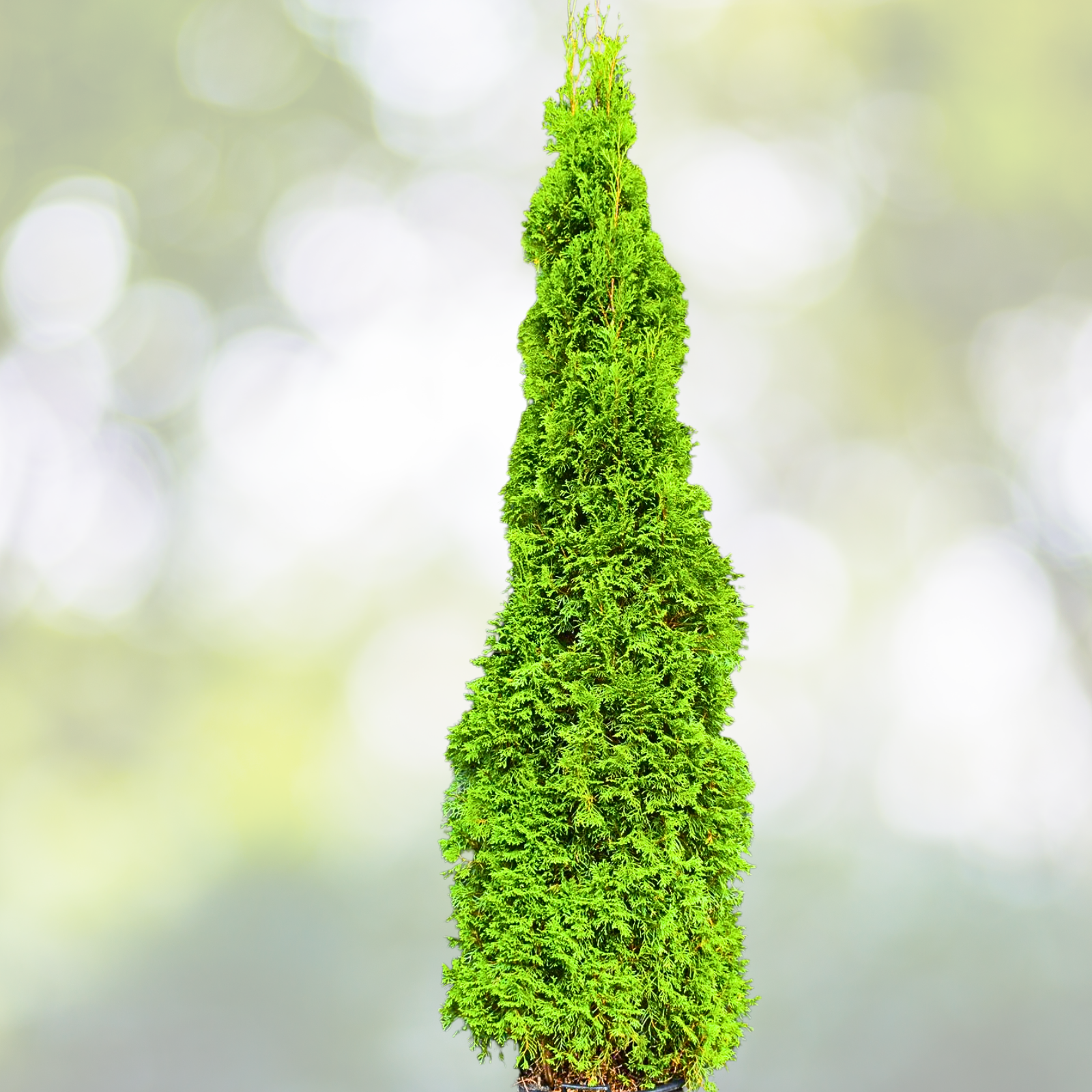 American Arborvitae Plant - 10-12 Inch - Thuja Occidentalis 'Smaragd' - Evergreen Privacy Hedge