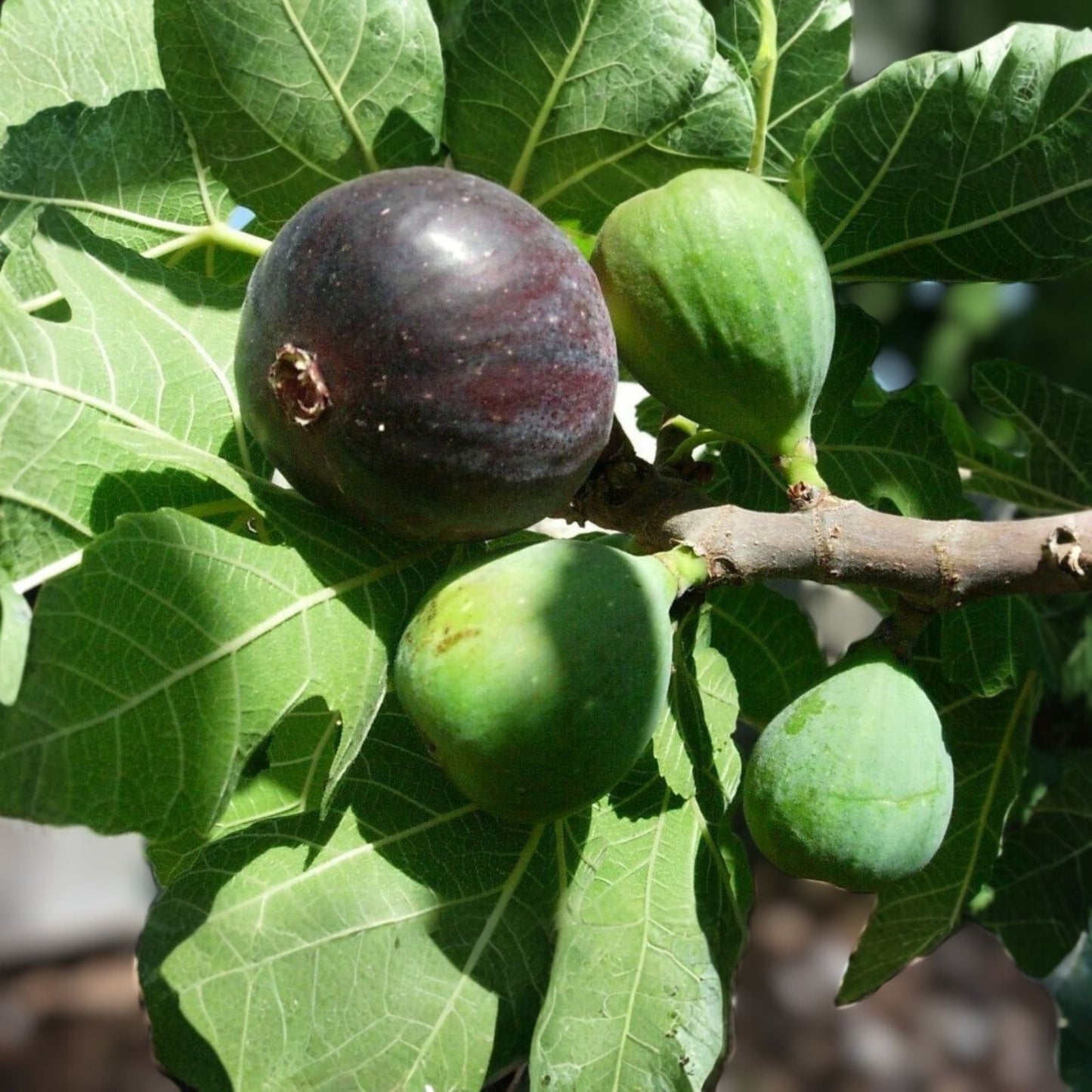 Fig Tree Cuttings - 10 White Adriatic Ficus carica Plant Cuttings - Free US Shipping