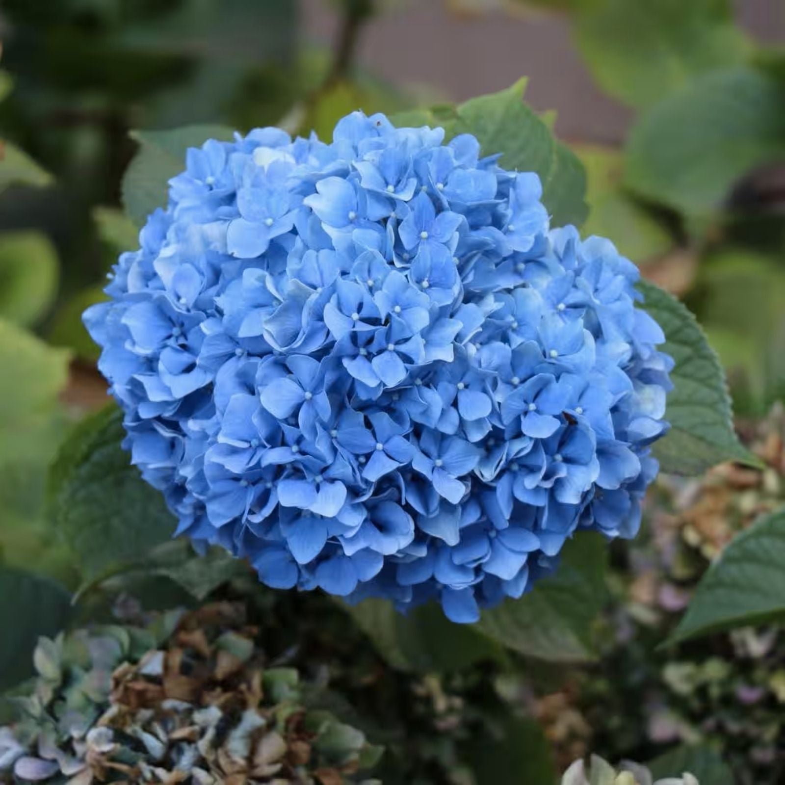 Nikko Blue Pink Hydrangea Cutting 4-6 Inch Fully Rooted Live Plant - Hydrangea macrophylla