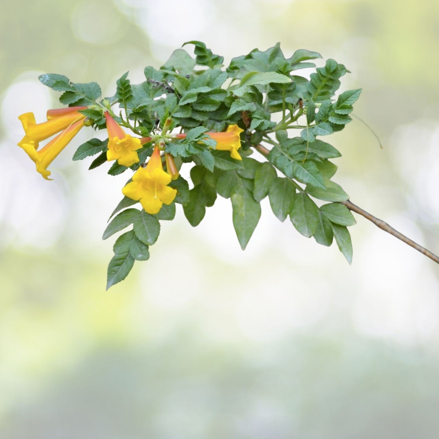 Yellow Trumpet Creeper Seeds - 80+ Count, Campsis radicans var. flava, Vibrant Yellow Flowers, Free Shipping