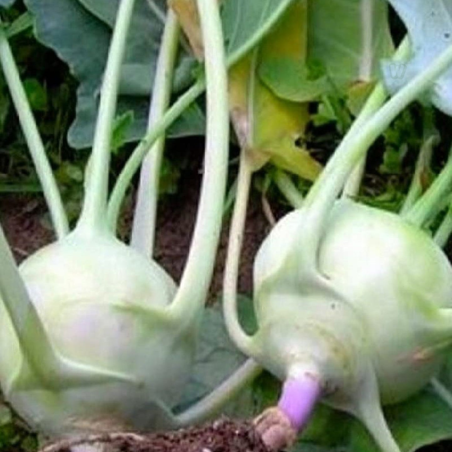 Kohlrabi Seeds 50+ Heirloom Early White Vienna Non-GMO Brassica oleracea Vegetable Seeds