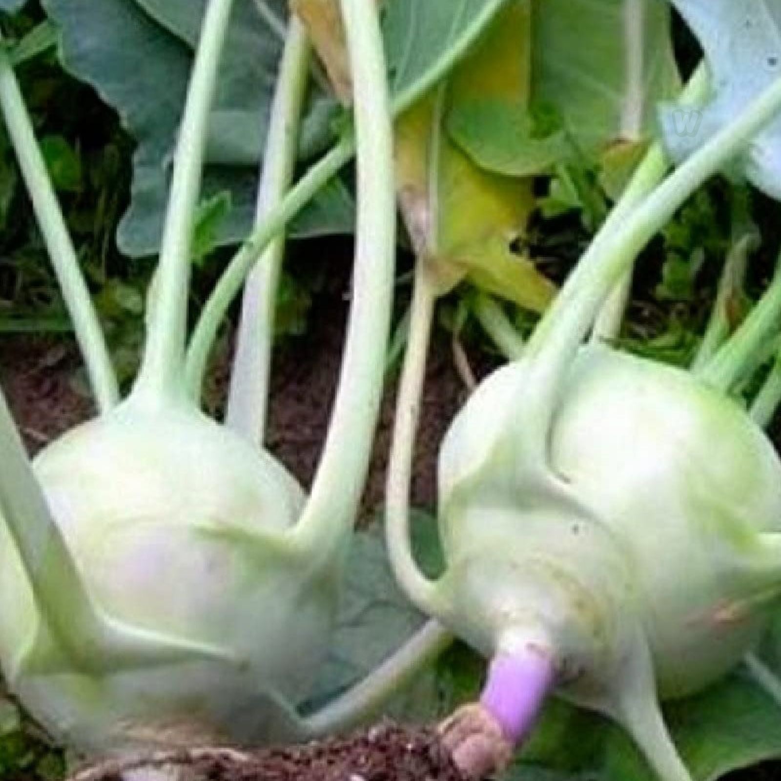 Kohlrabi Seeds 50+ Heirloom Early White Vienna Non-GMO Brassica oleracea Vegetable Seeds