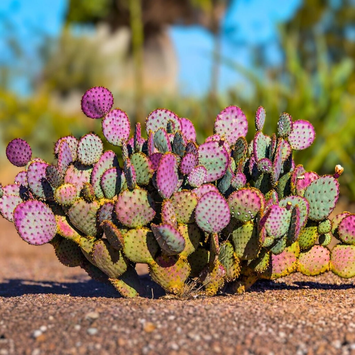Prickly Pear Cactus Cuttings - 2 Spineless Edible Pads - Opuntia Ficus-Indica - Easy to Grow for Planting or Eating