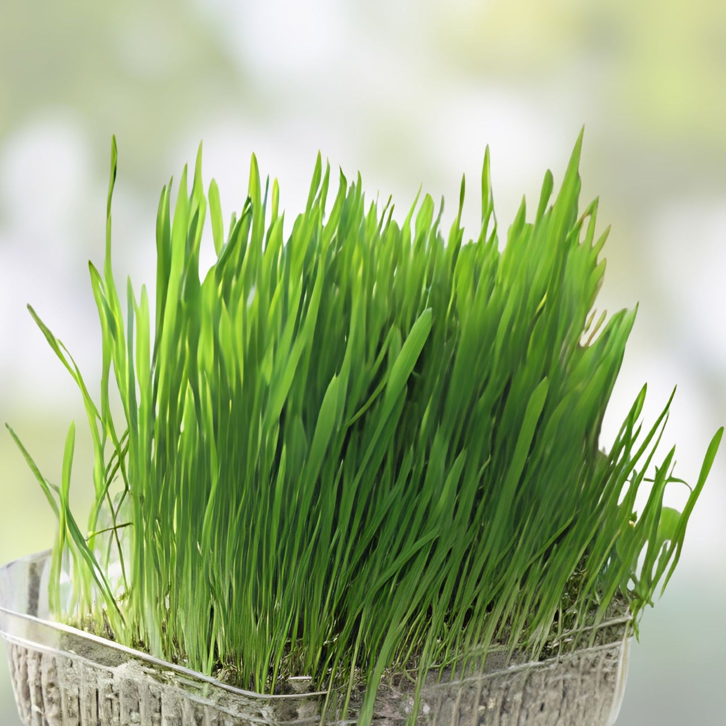 Cat Grass Seeds 1,000 Pack – Nutritious Avena sativa Cat Grass for Cats – Natural Cat Treats and Indoor Plant Accessory