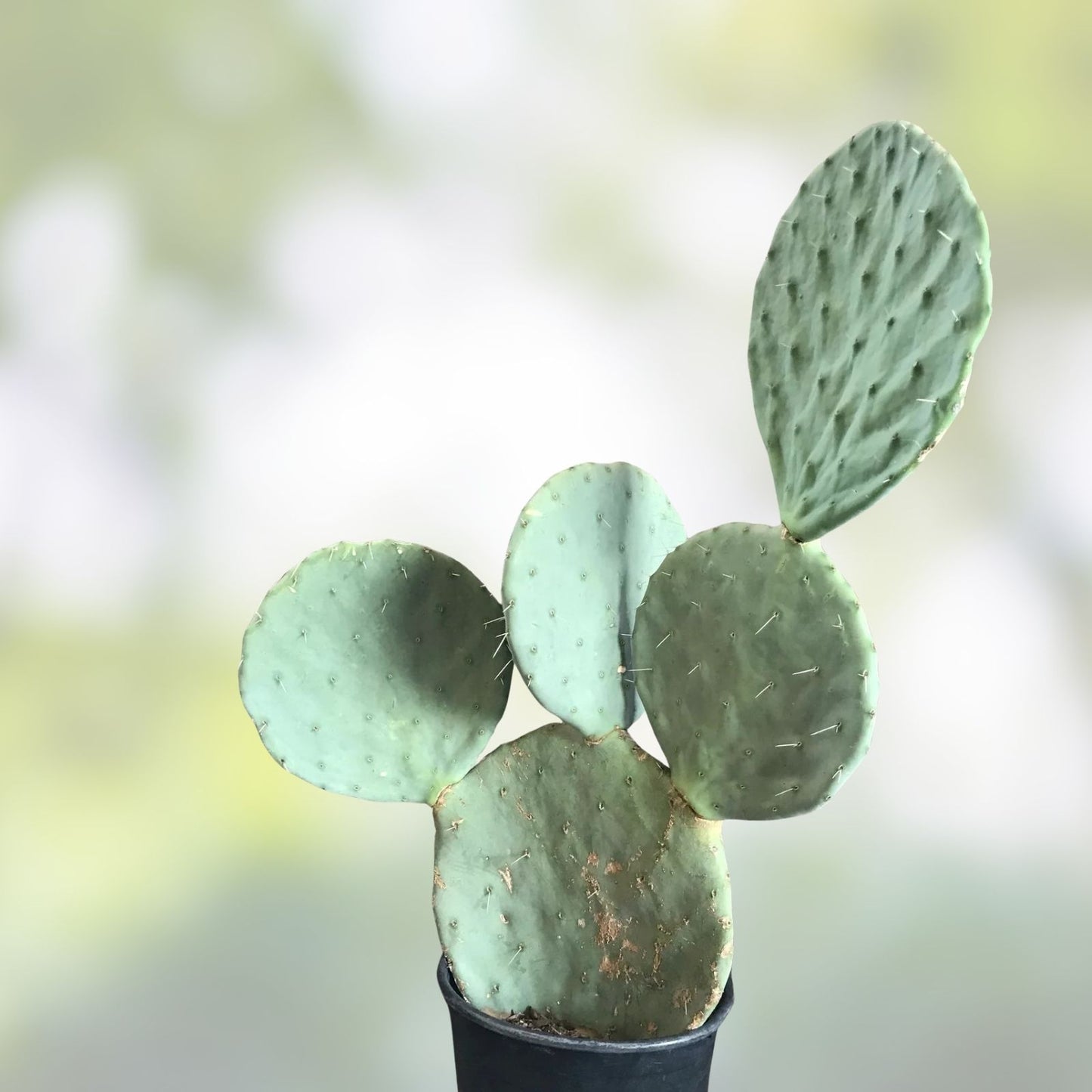 Prickly Pear Cactus Seeds 10pk – Opuntia Robusta – Hardy Cactus Seeds for Garden, Landscaping & Succulents