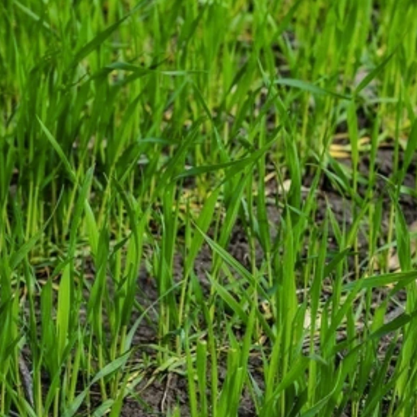 Deer Food Plots Seeds Peas and Oats Cover Crop Fast Growing Spring Wildlife Habitat Planting