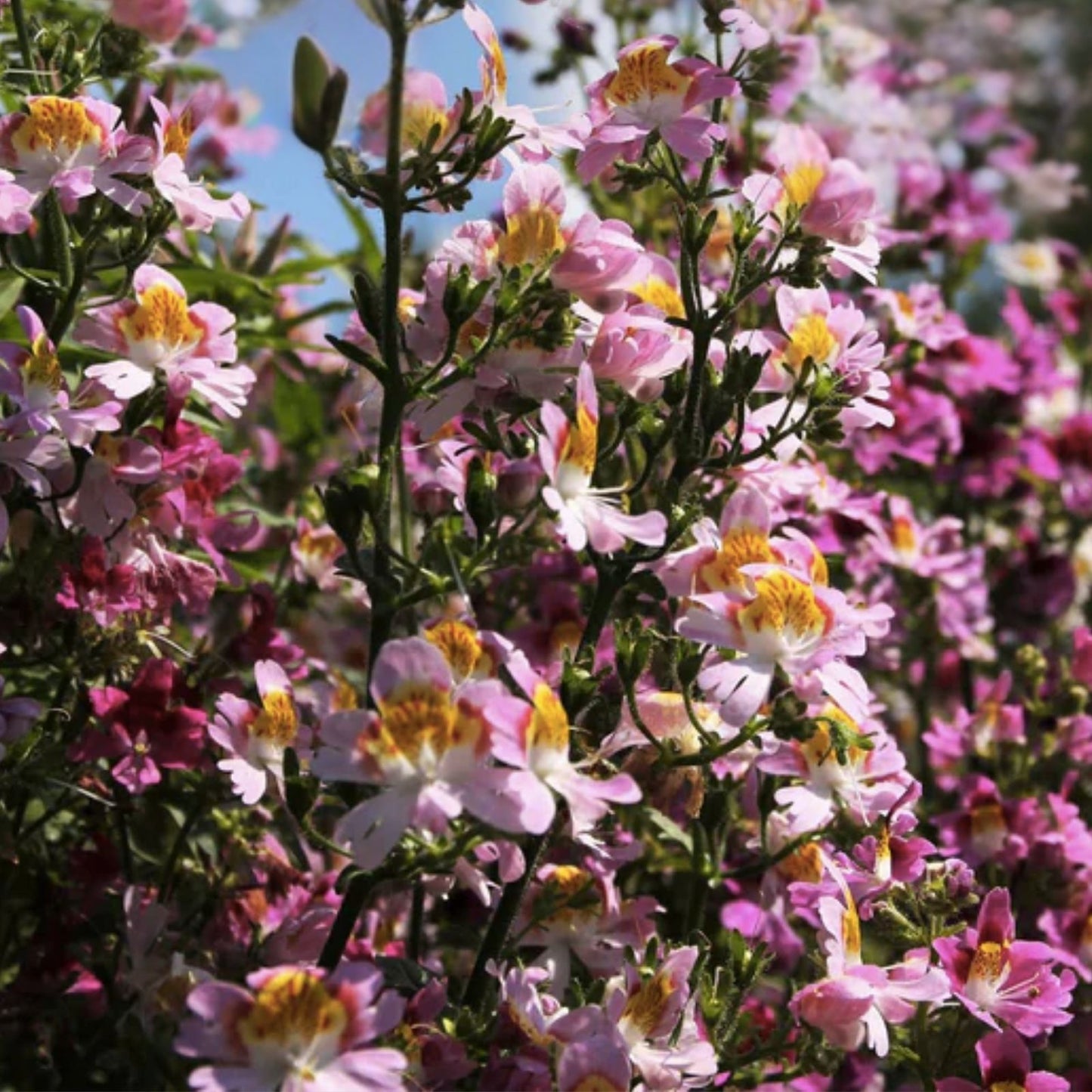 Butterfly Flower Seeds Angel Wings Mix 30 Seeds - Colorful Pollinator-Friendly Perennial Garden Plants