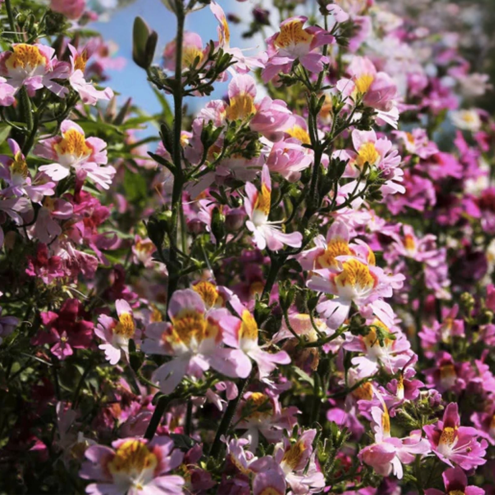 Butterfly Flower Seeds Angel Wings Mix 30 Seeds - Colorful Pollinator-Friendly Perennial Garden Plants