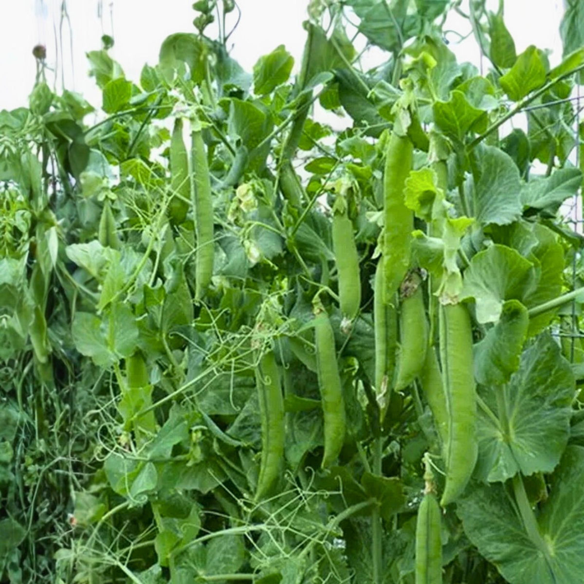 Organic Green Arrow Pea Seeds - Non-GMO Heirloom Vegetable Gardening Seeds - Pisum sativum - 65-75 Days