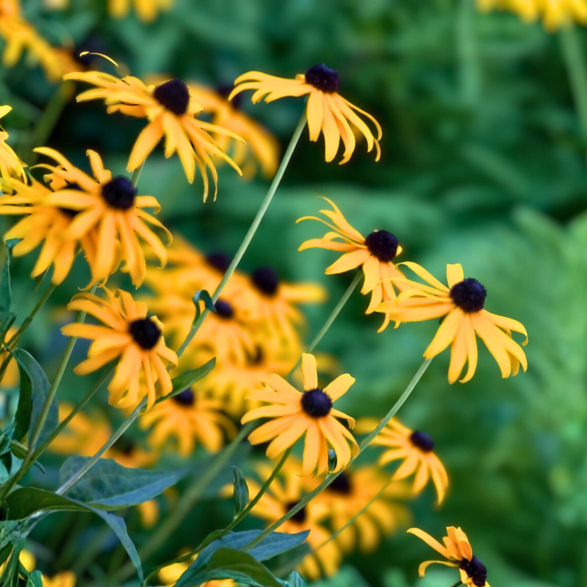 Black-Eyed Susan Perennial Plants - 6 Bare Root Plugs - Organic Rudbeckia hirta - Pesticide-Free Live Flowering Transplants