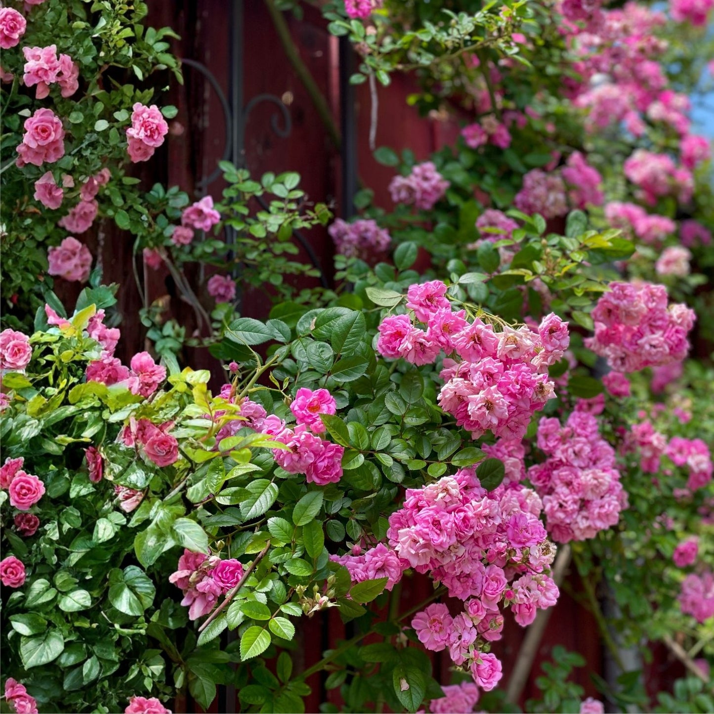 Peggy Martin Rose Cuttings - 10 Inch Climbing Rose - Rosa 'Peggy Martin' - Garden Planting, Flowering, Hardy Rose Cuttings