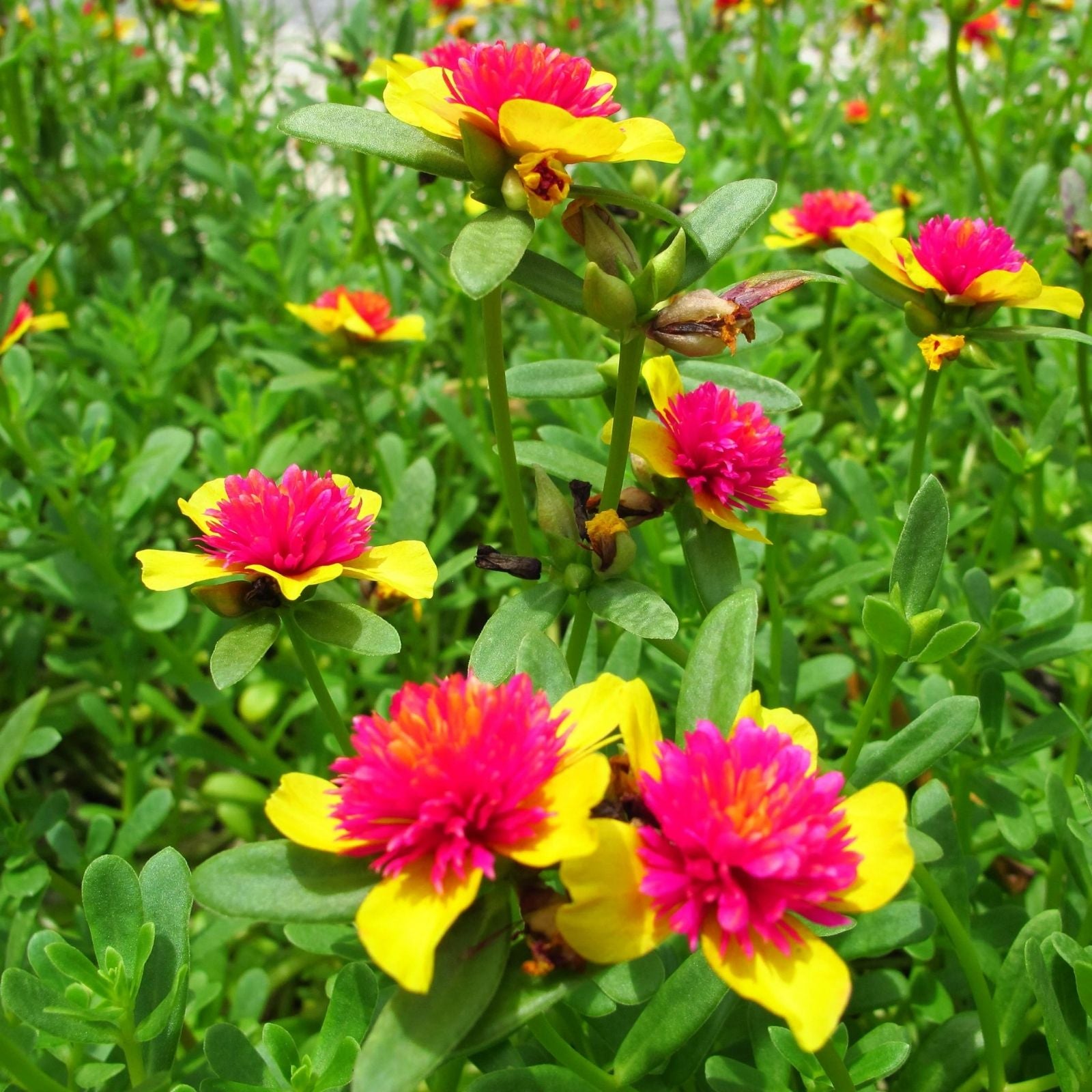 Mango Twist Portulaca Succulent - Colorful Purslane Plant - Portulaca oleracea - US Seller