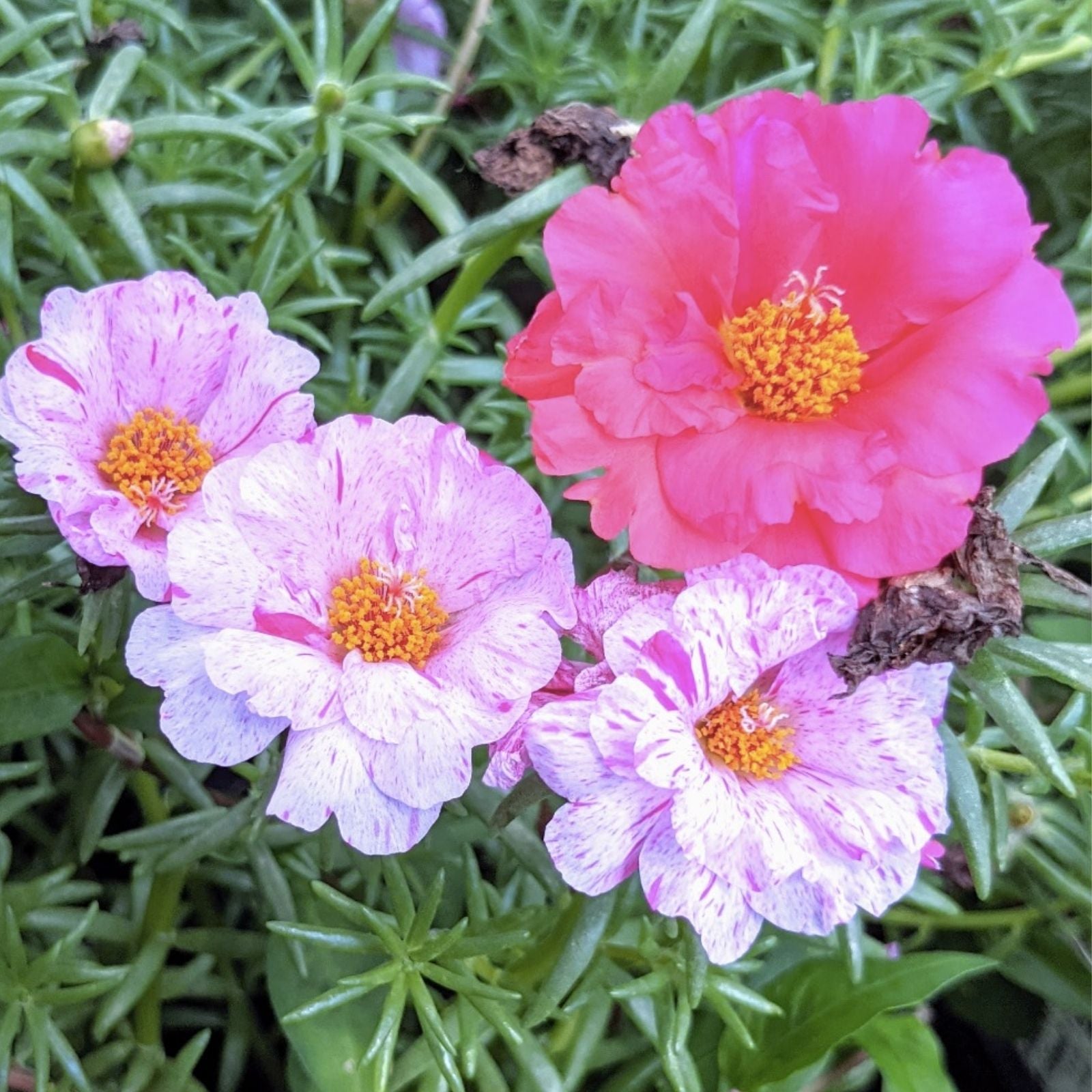 Moss Rose Cuttings 10 Unrooted Princess Pink Portulaca Grandiflora Succulent Plant Propagation