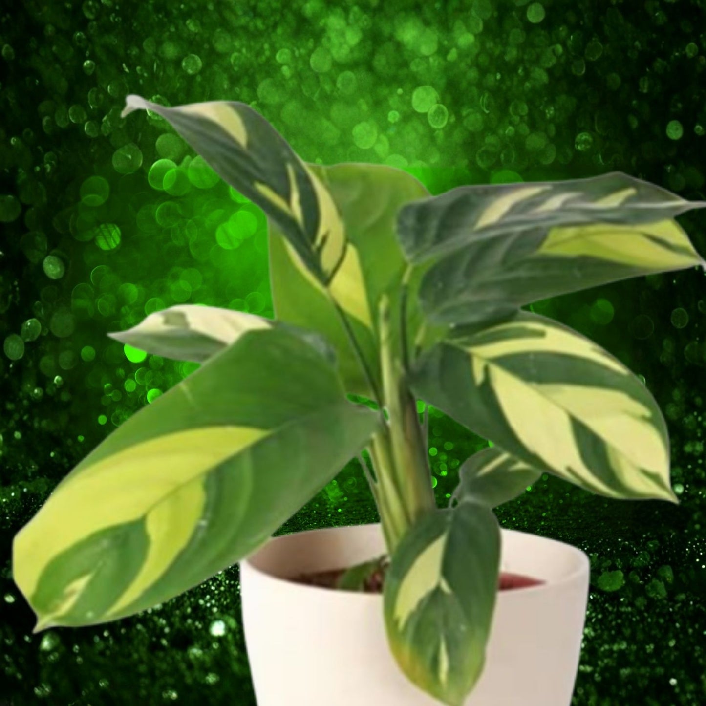 Ctenanthe Lubbersiana Variegated Live Prayer Plant – Indoor Houseplant, 1-2 ft, Ctenanthe spp.