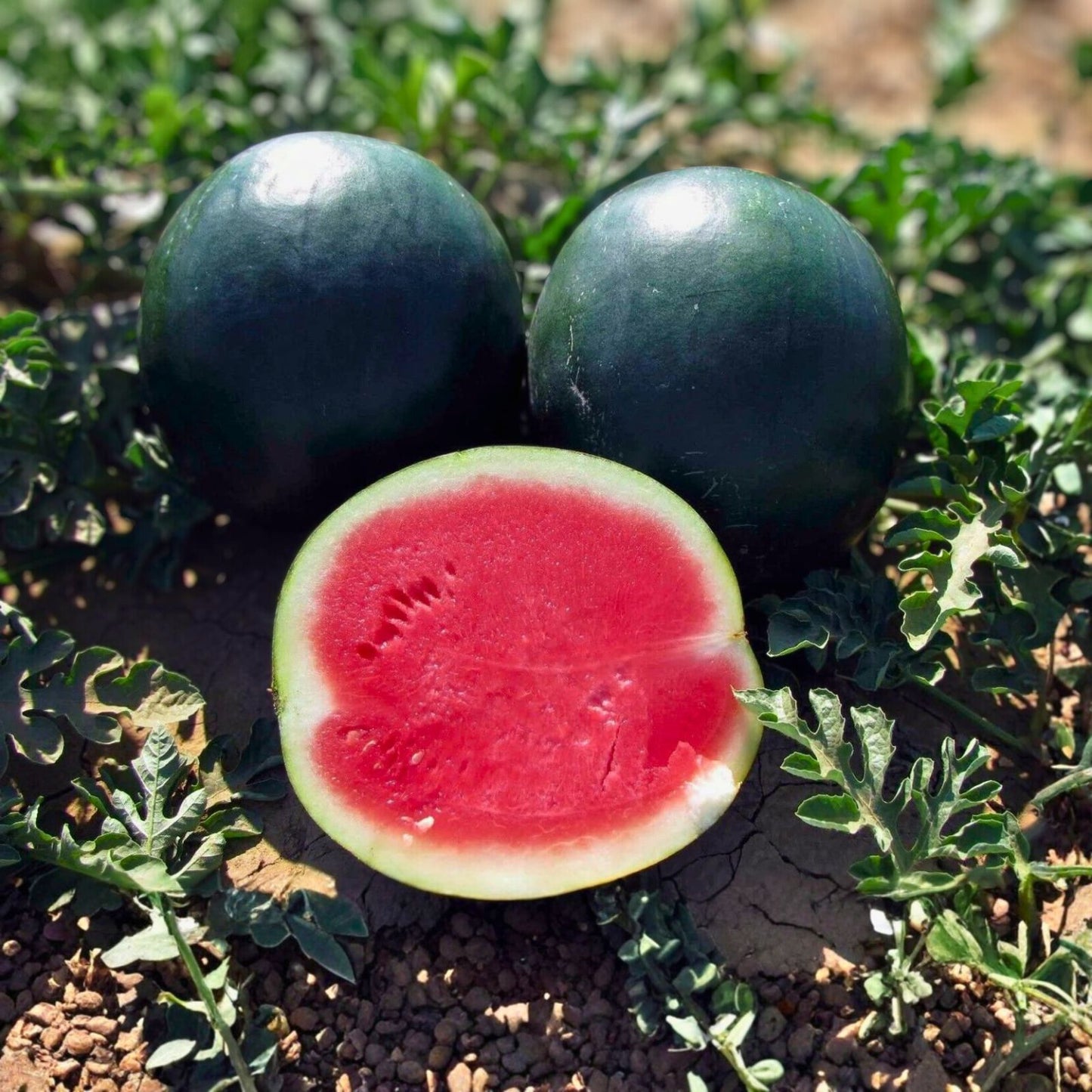 Black Diamond Watermelon Seeds 100 Count Heirloom Non-GMO Citrullus lanatus Fruit Seeds