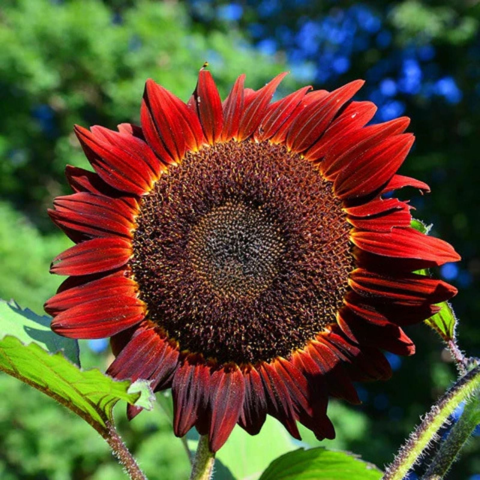Dwarf Red Giant Sunflower Seeds 20 Pack | Exotic Multi-Head Variety | Helianthus annuus