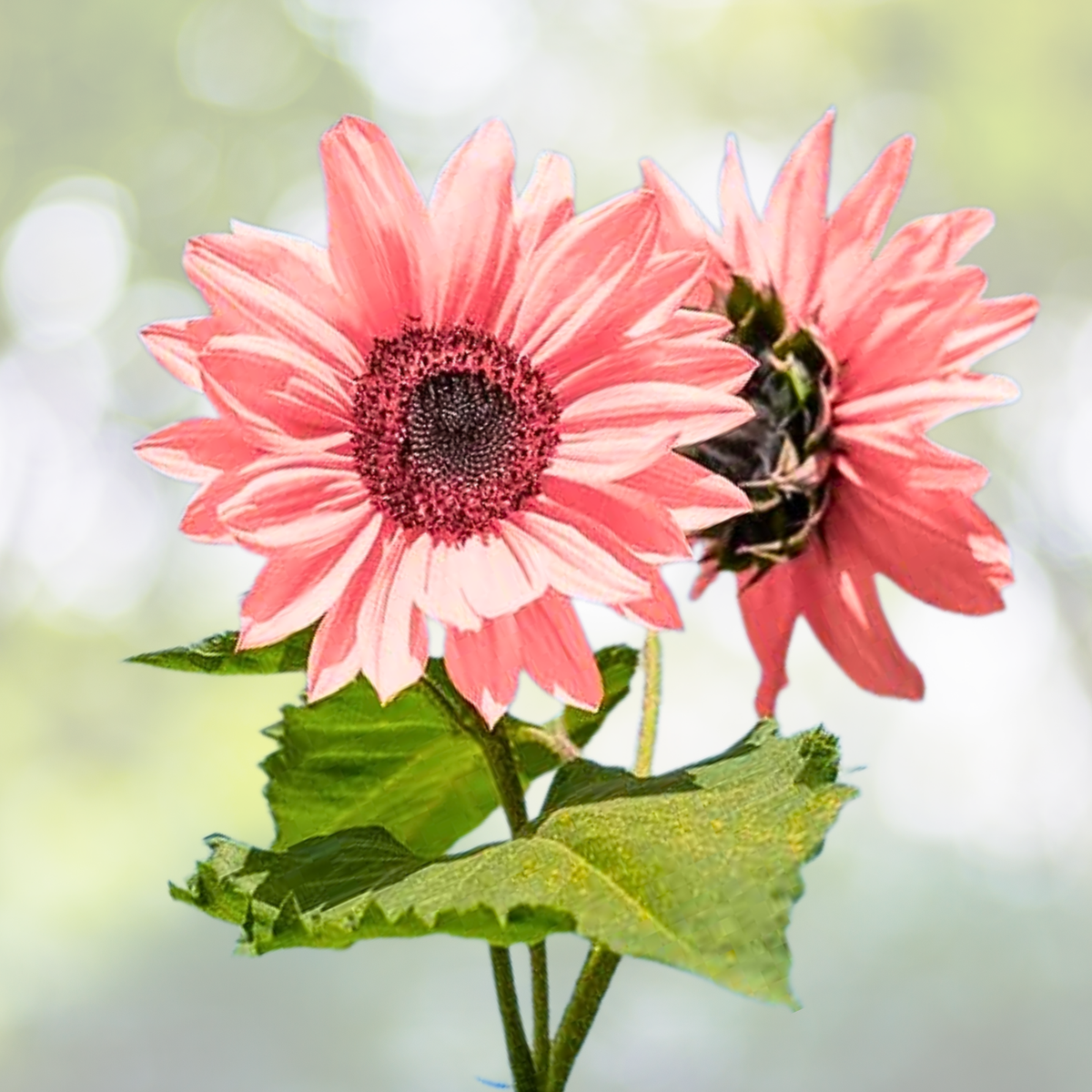 50pcs Non-GMO Pink Sunflower Seeds for Planting - Helianthus annuus - High Germination Rate