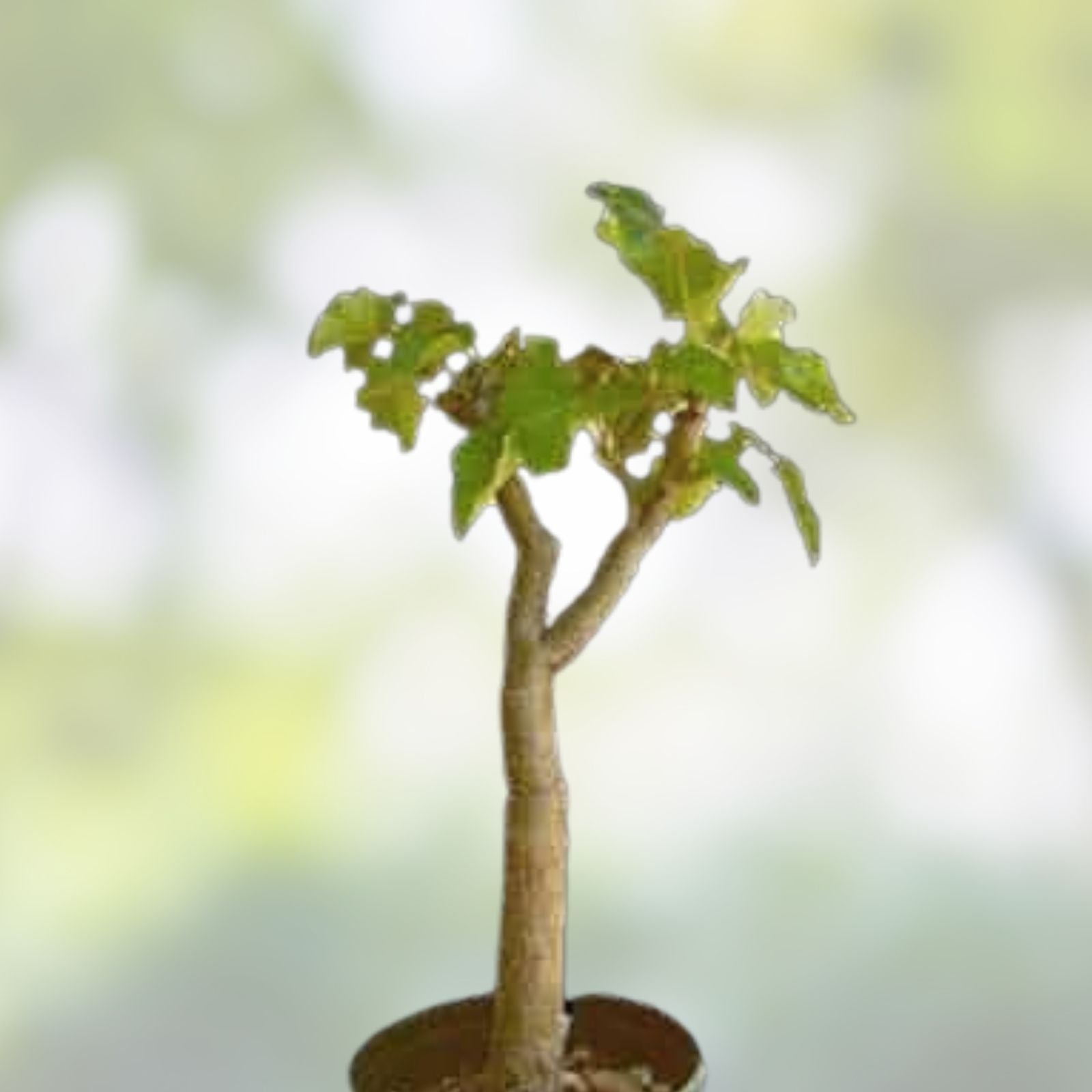 Jatropha Curcas Seeds - Rare Succulent Plant for Biodiesel Oil - 20 Seeds - Bonsai Cactus Variety