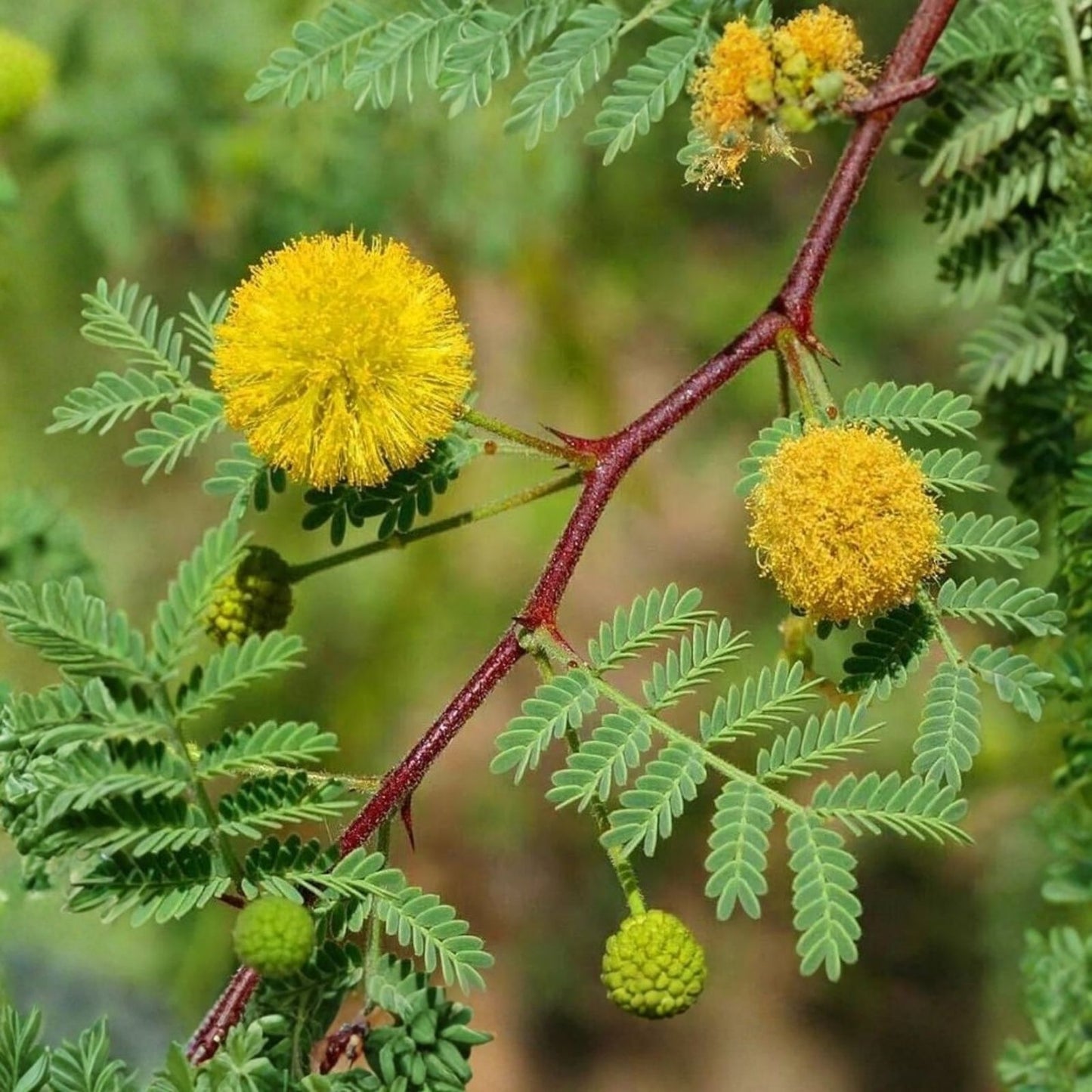 Acacia Senegal Gum Arabic Tree Seeds, 20 Count, Drought-Tolerant, Gum Arabic Plant, Acacia senegal
