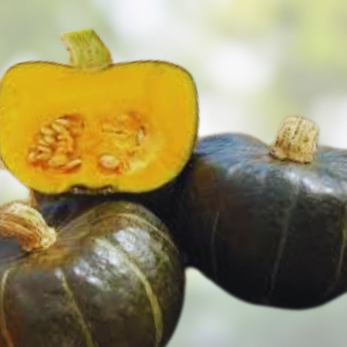 Burgess Buttercup Squash Seeds - 10 Pack, Cucurbita maxima, Winter Squash, Organic Vegetable Seeds for Planting
